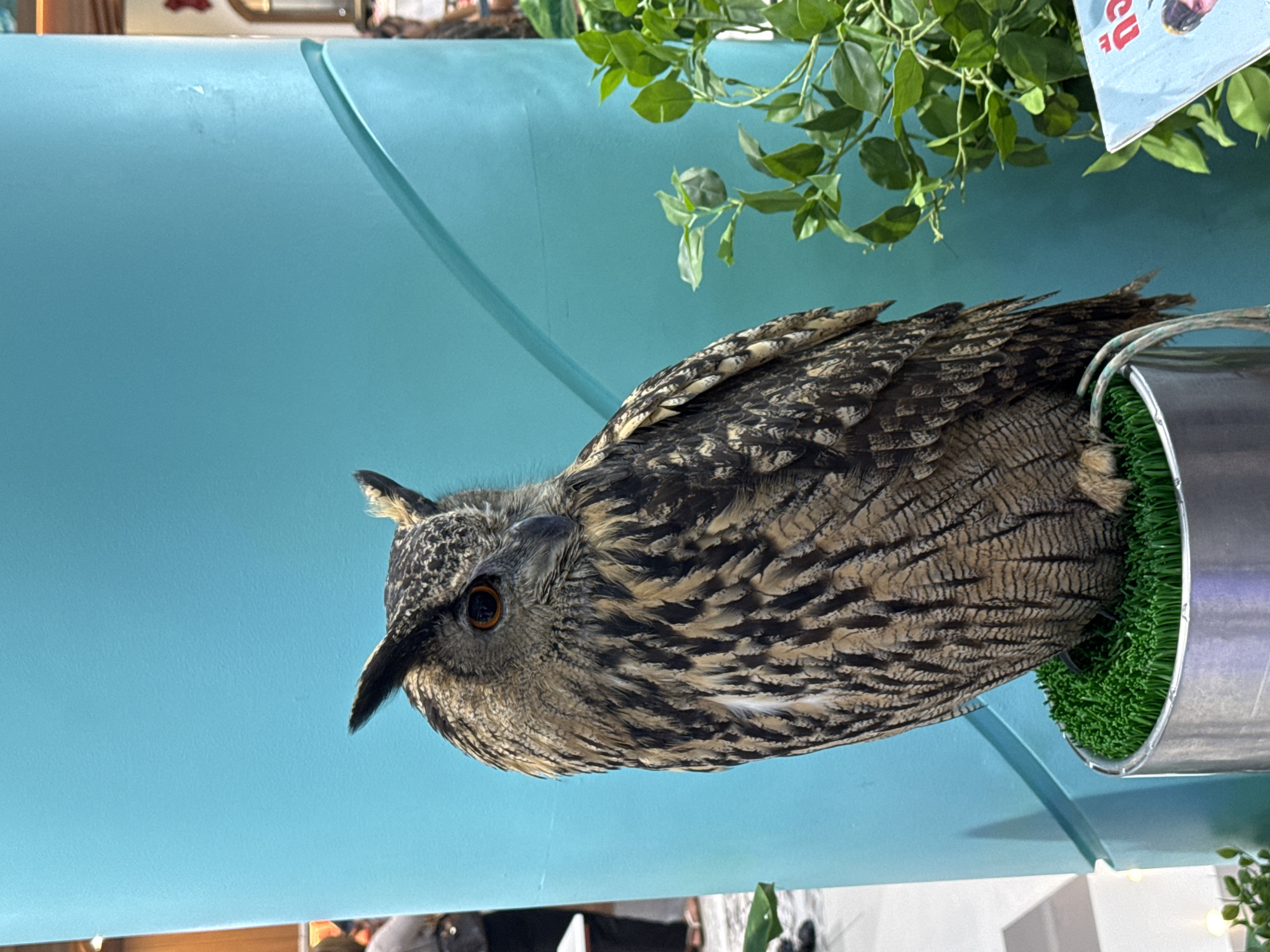 An owl is perched on a metal planter with artificial green grass, positioned against a light blue curved surface and under artificial foliage. The owl has brown and black patterned feathers, piercing orange eyes, and small tufts of feathers resembling ears. The environment appears to be indoors, potentially a cafe or shop, as inferred from the presence of other people or objects slightly out of focus in the background. The image may have been taken in Si Sunthon, Thailand.