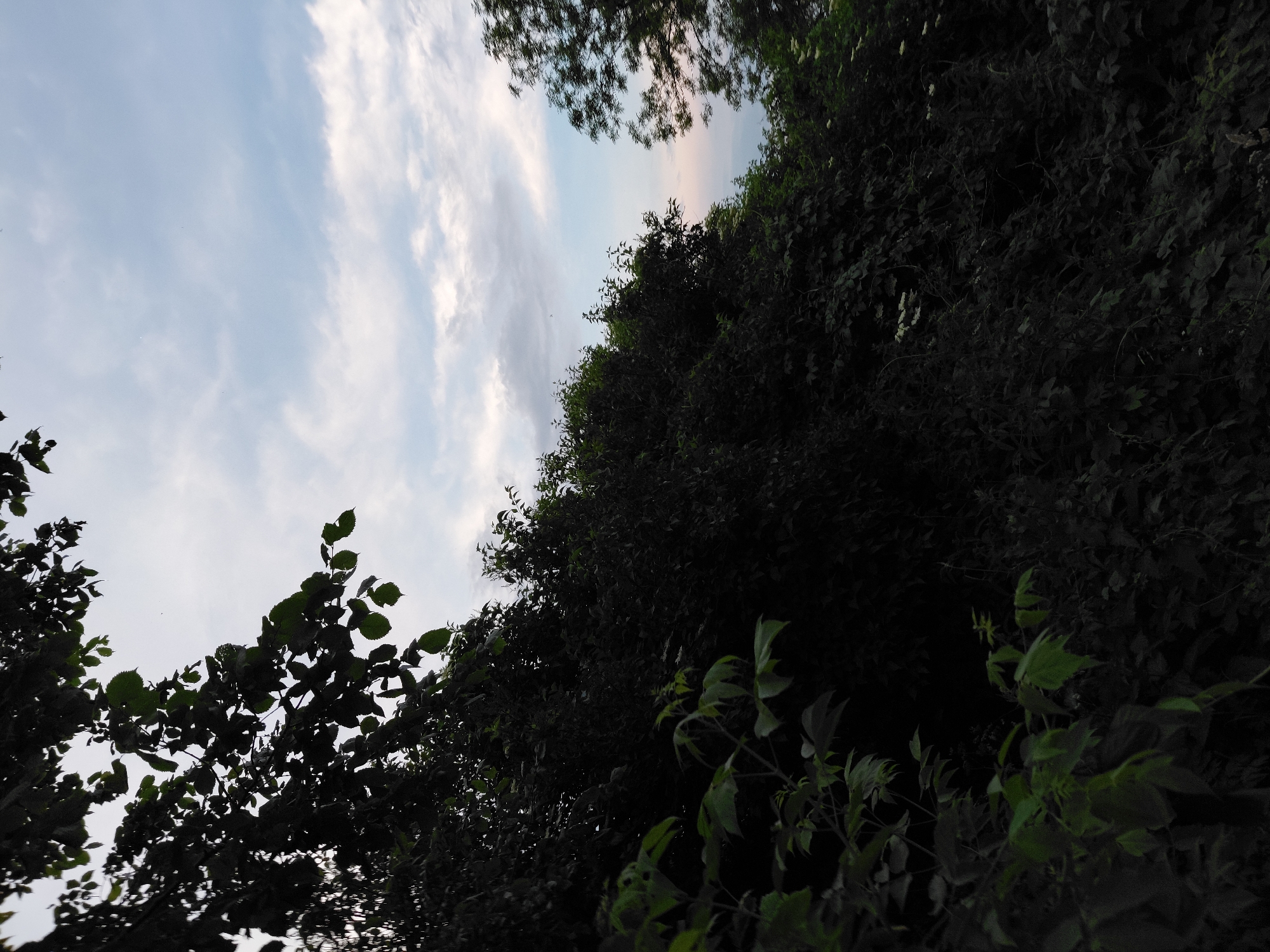 The image displays an outdoor natural scene dominated by dense vegetation and a cloudy sky, taken from a low angle looking upwards. The upper portion reveals a light blue sky with scattered, wispy white and light grey clouds. Towards the right horizon, a subtle pinkish-orange hue is discernible in the sky.
The majority of the frame, particularly the lower and left sections, is filled with dark, heavily shadowed foliage, appearing almost as silhouettes against the brighter sky. In the upper left quadrant, large, dark green leaves and branches are silhouetted, partially obscuring the sky. Below this, and extending across the mid-ground, is a dense mass of trees and shrubs, creating a dark, uniform texture. Some lighter green leaves are visible in the immediate lower-left foreground, slightly illuminated. Small clusters of faint white flowers are sparsely scattered within the dark foliage on the right side of the frame, suggesting blooming plants. On the far right, a less dense tree canopy with finer branches is silhouetted against the sky. No human figures, animals, or man-made structures are present. The lighting conditions indicate a heavily backlit scene, with the sun behind the vegetation, casting deep shadows over the foreground and midground elements.