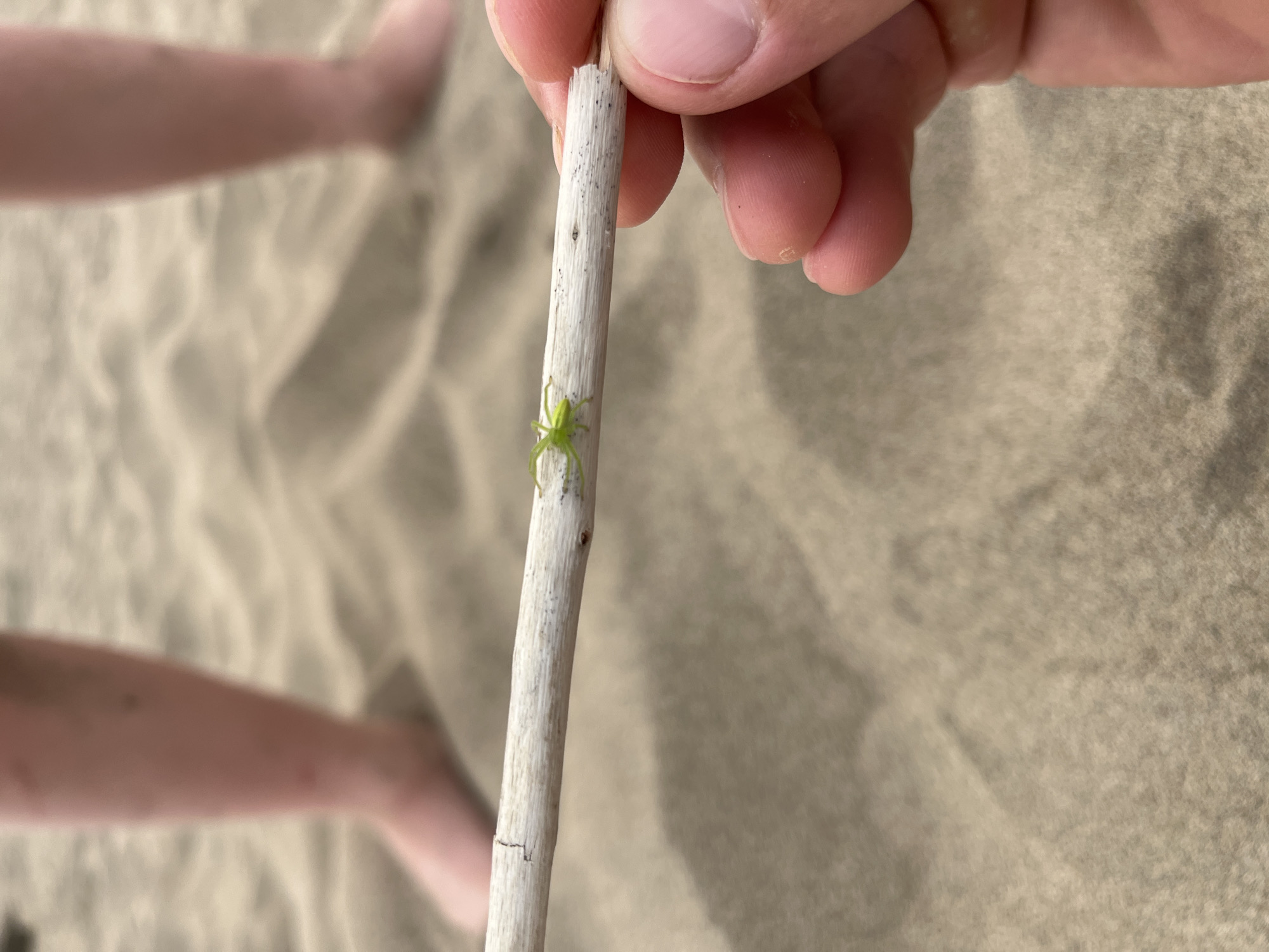 In Krasnoturansk, Russia, a close-up shot reveals a small, vibrant green spider resting on a weathered twig. The twig is held between the thumb and forefinger of a person whose hand is partially visible in the foreground. In the background, out of focus, are the legs of a child standing on a sandy surface, possibly a beach or a sand dune, suggesting an outdoor recreational setting. The sand exhibits subtle ripples and texture, indicating a natural environment. The lighting appears to be natural daylight, casting soft shadows. The overall scene is characterized by a focus on the delicate details of the spider and the natural elements.