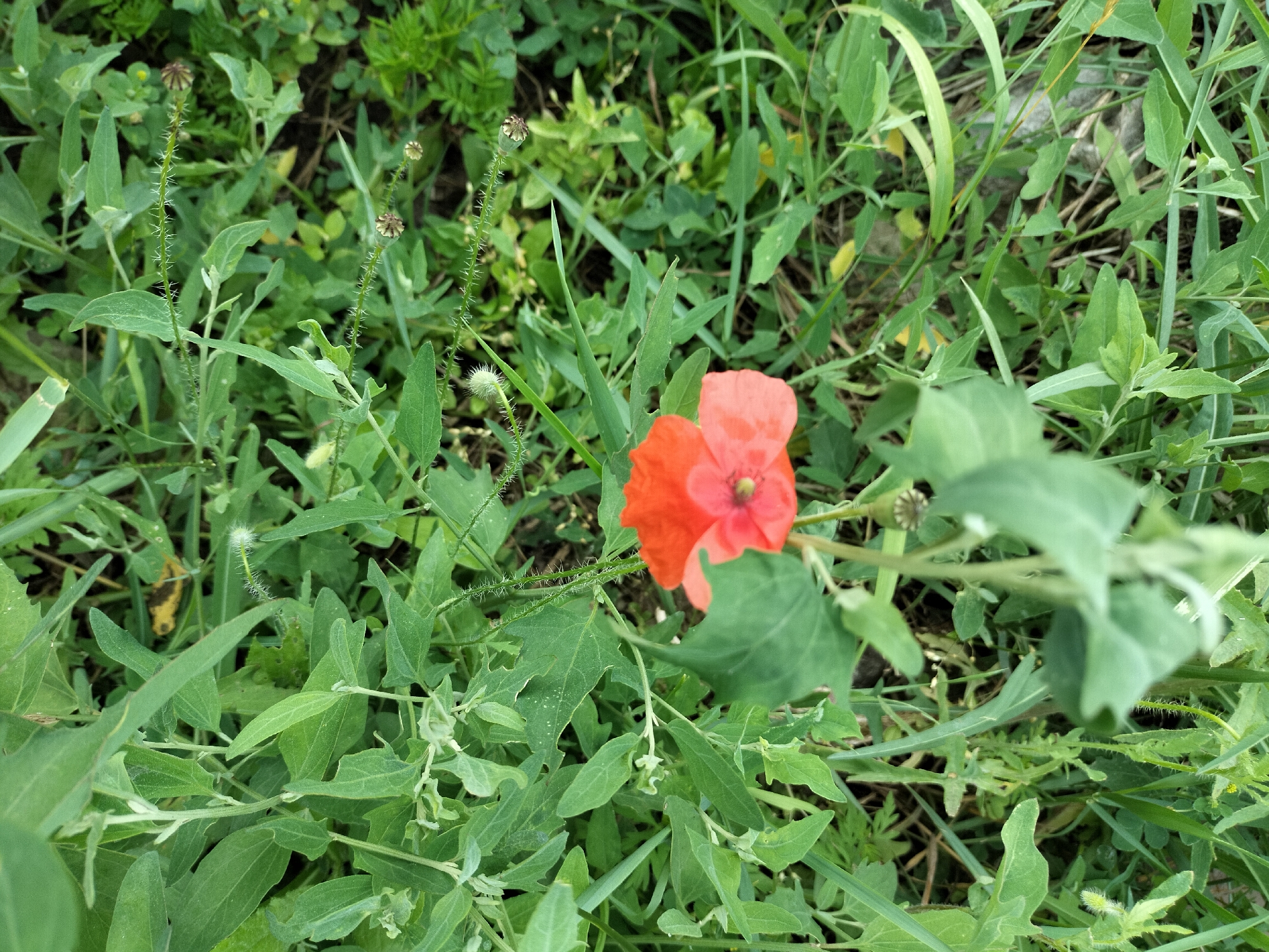 This media file is a close-up, high-angle shot of a single red poppy flower blooming amidst a dense cluster of green foliage. The poppy, with its delicate, crinkled petals, is the central subject, slightly off-center to the right. Its vibrant red color stands out against the varied shades of green in the surrounding plants.
The scene is natural and appears to be outdoors, likely in a field or garden, given the abundance of wild-looking vegetation. The other plants are a mix of grasses and leafy greens, some with small, undeveloped buds or seed pods, indicated by their spiky stems and round heads. The depth of field is shallow, with the poppy and some of the foreground leaves in focus, while the background becomes increasingly blurred, creating a soft, naturalistic effect.
There are no people or animals visible in the frame. The lighting suggests it is daytime, with soft, diffused light, implying an overcast or shaded environment rather than direct sunlight. The overall mood is serene and naturalistic, highlighting the simple beauty of a single flower in its environment. No text is visible in the image.