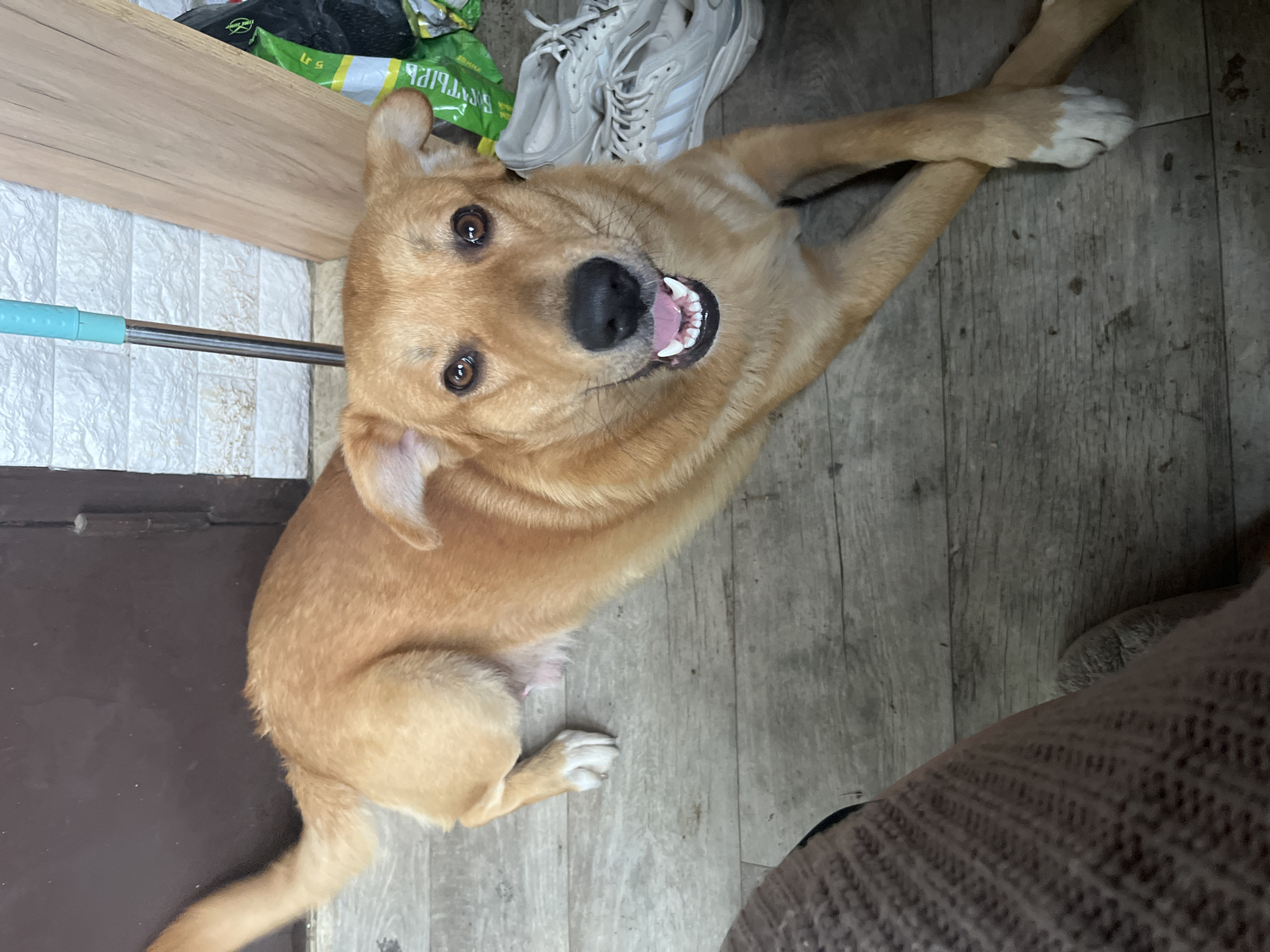A medium-sized, tan-colored dog is lying on a wooden floor, looking up at the camera with a happy expression. The dog has white paws, brown eyes, and its mouth is open showing its teeth. In the background are a pair of white sneakers, a green bag, a blue mop handle, and a wooden cabinet. A person wearing a brown sweater is visible in the lower right corner of the image. There is no verifiable information to suggest this image was taken in the city of Vesyoloye, Russia.