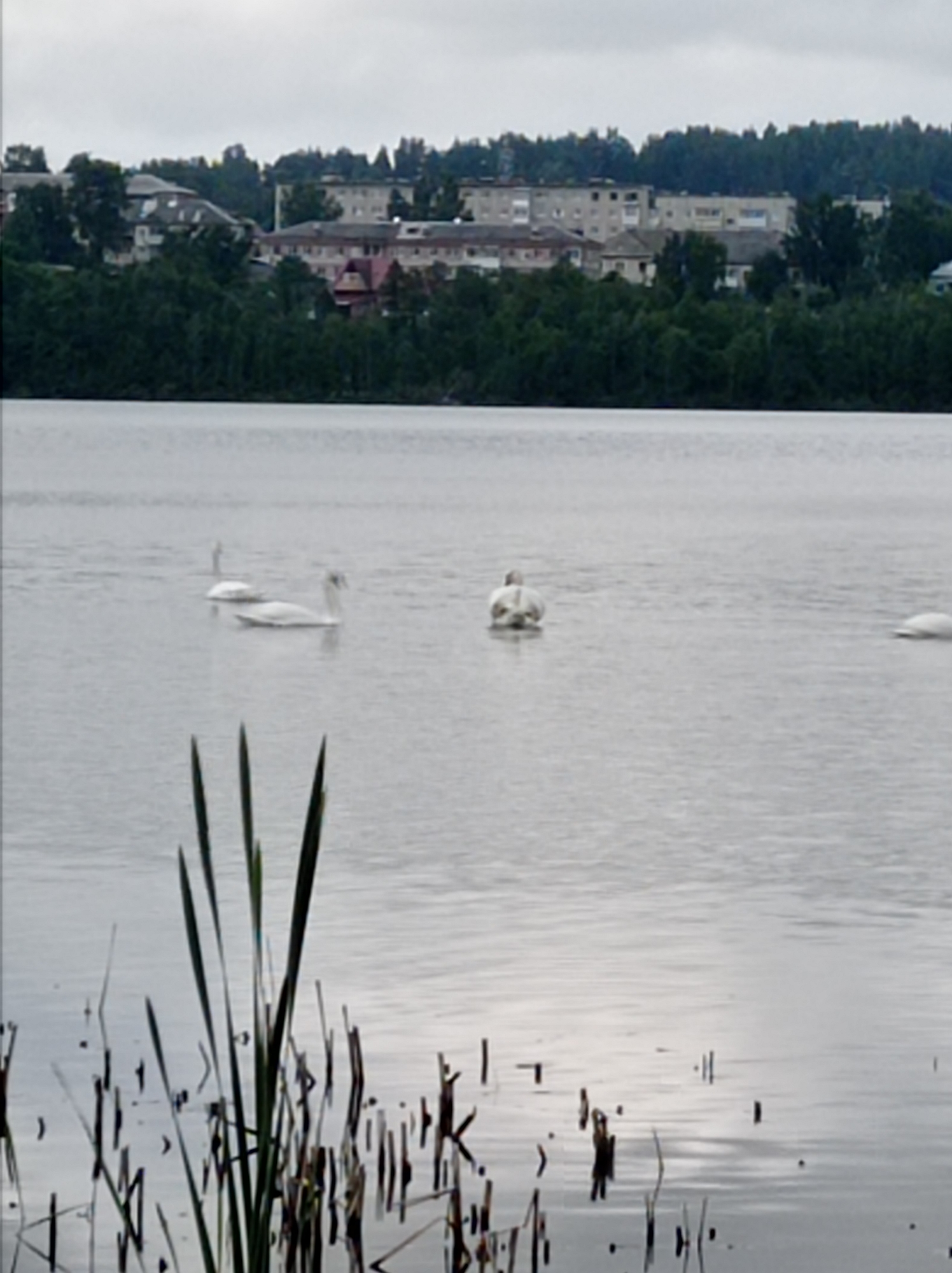 This tranquil media file captures a wide view of a lake or large body of water in Degtyarsk, Russia, under an overcast sky. The scene is dominated by a calm, grey expanse of water in the middle ground, reflecting the dull light.
In the foreground, a cluster of tall, green, reed-like plants with slender, dark stems emerges from the water on the left side, adding texture to the immediate surroundings. Other shorter, darker remnants of vegetation are scattered across the water's surface in the lower portion of the image.
Four white swans are visible on the water. Three are grouped together towards the mid-left of the frame, gracefully gliding or resting. One of these appears to be preening or dipping its head. A fourth swan is located further to the right, also floating calmly.
The distant shoreline is marked by a dense band of dark green trees that rise from the water's edge. Behind this natural barrier, the town of Degtyarsk is visible. Several multi-story buildings, consistent with residential or urban structures, can be seen, some with flat grey roofs and others with darker, possibly sloped roofs. The architectural style suggests a typical Russian town setting.
The sky is a uniform, light grey, indicating an overcast day, which contributes to the subdued and calm atmosphere of the scene. There are no people visible, and no discernible text in the image. The overall impression is one of peaceful natural beauty juxtaposed with distant human settlement.