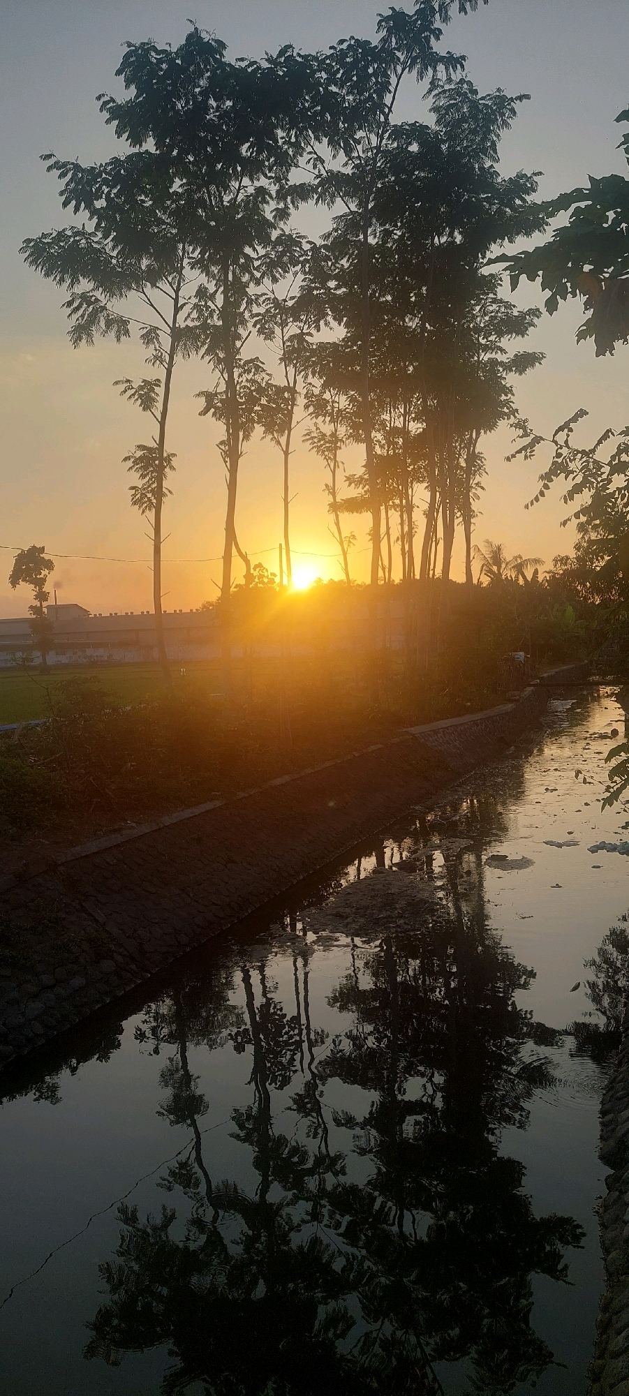 The image depicts a sunset scene in Jogoyudan, Indonesia. A cluster of tall trees with lush foliage stands silhouetted against a bright orange sky, illuminated by the setting sun. The sun's rays are intensely bright, casting a warm glow and creating a lens flare effect. In the background, a long building, possibly a factory or industrial complex, is visible with a thin wisp of smoke emanating from a chimney. To the left of the building, a green field suggests agricultural land. A narrow concrete channel, likely a drainage ditch or canal, runs along the foreground, filled with dark water that reflects the trees and the sky. Debris is visible floating on the surface of the water in the canal. The overall environment appears to be rural or semi-rural, with vegetation and open spaces surrounding the man-made structures. There are no people or animals visible in the image.