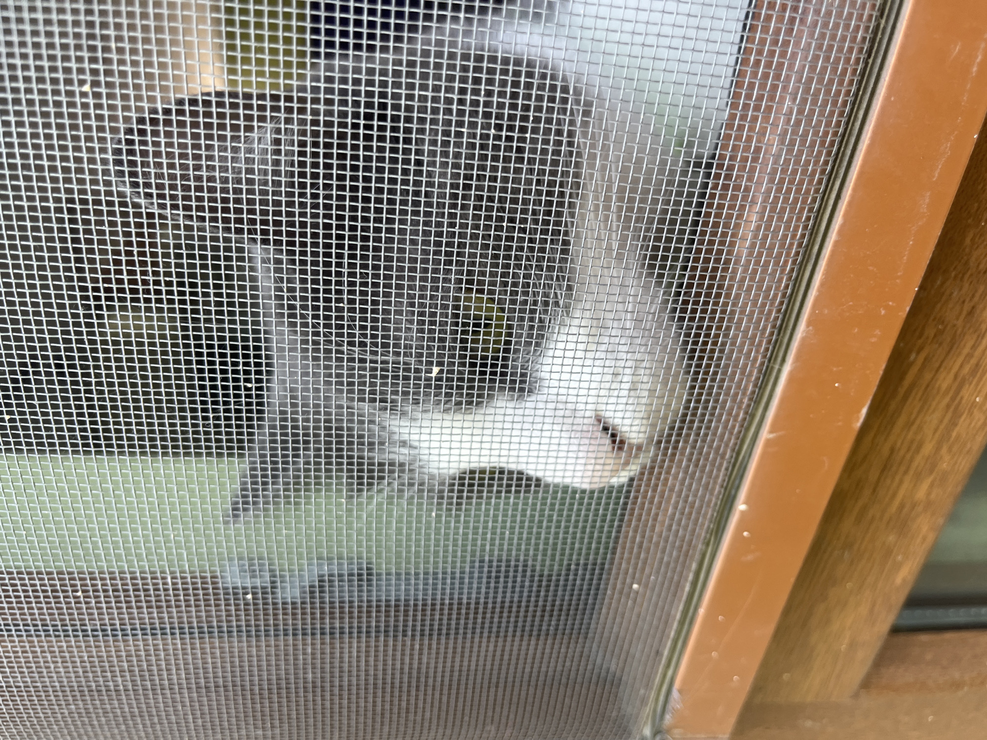 In Ureki, Georgia, a domestic cat is visible through a window screen. The cat, with gray and white fur, is positioned in the center of the frame, looking to the right. Its head is partially obscured by the mesh of the screen, but its nose, mouth, and one eye are clearly discernible. The eye appears to be yellow-green. The cat is resting on what seems to be a wooden sill, which is painted orange. The background behind the cat is blurred and suggests an outdoor environment with green foliage. The scene is captured from a medium-close shot, focusing on the cat's face and the texture of the screen.