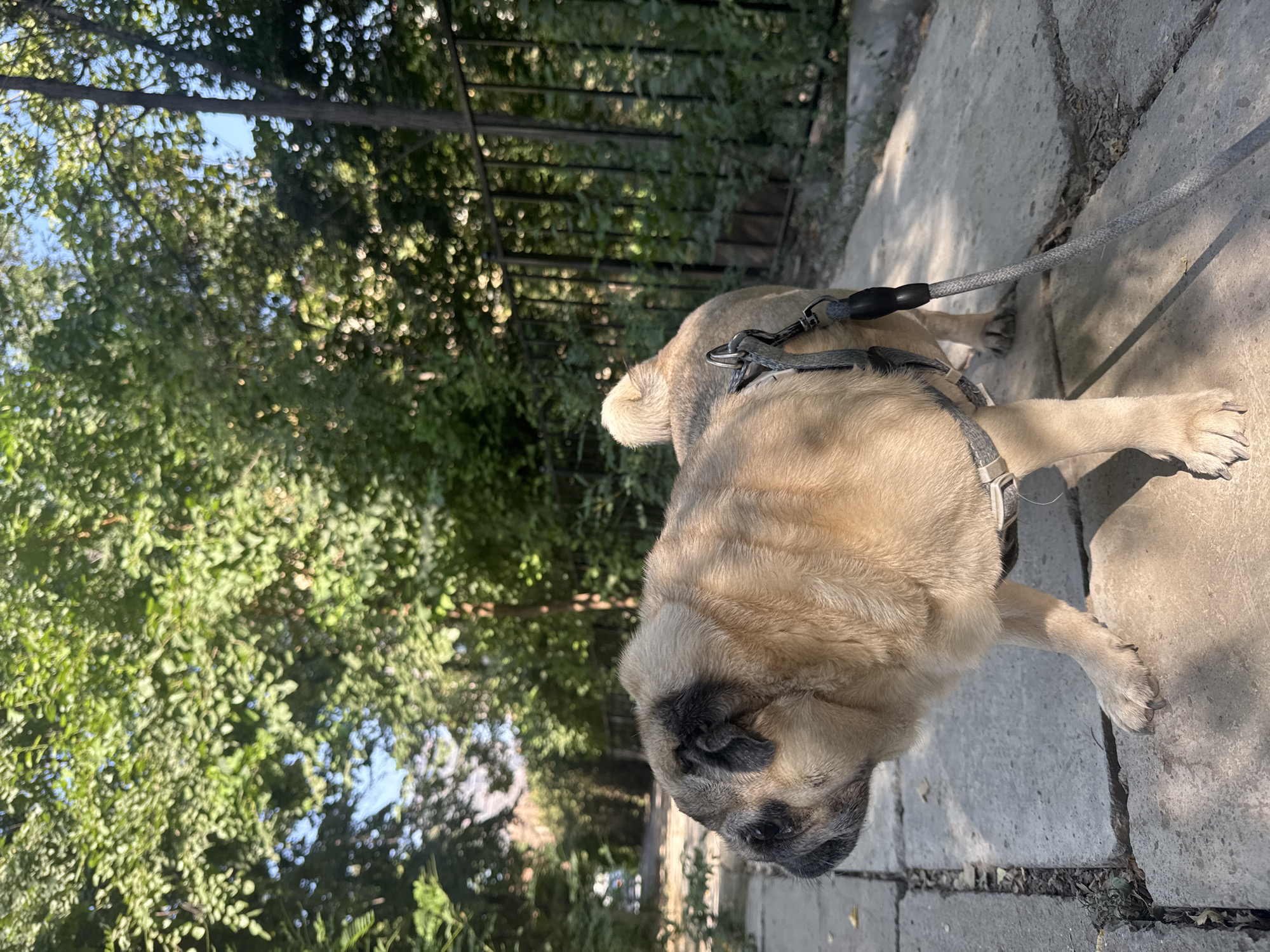 A fawn-colored pug dog is standing on a concrete sidewalk in a park-like setting. The dog is wearing a gray harness and a leash. The dog is facing to the left of the frame. Behind the dog, there is a black metal fence and lush green trees with dappled sunlight filtering through. In the background, a street is visible with some buildings. The sky is blue. The image was taken on a sunny day. The location is Bishkek City, Kyrgyzstan.