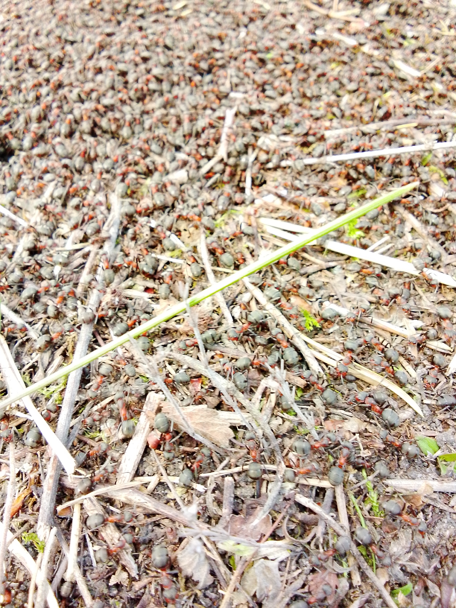 This close-up image captures a bustling ant colony on the ground in Khlevnoye, Russia. Thousands of wood ants, identifiable by their dark heads and abdomens contrasting with reddish-brown thoraxes, swarm across a surface composed of natural debris.
The scene depicts an intensely active ant mound or a densely populated section of a forest floor. The ground is thickly covered with small twigs, dry leaves, fragments of wood, and patches of moss, all contributing to the structure of the ants' habitat. A single, vibrant green blade of grass diagonally crosses the mid-ground, providing a notable visual contrast to the earthy tones of the ants and their environment.
The ants are in constant motion, actively moving over and through the organic material, suggesting ongoing foraging, construction, or maintenance activities within their extensive colony. The lighting indicates it is daytime, likely under diffused sunlight or overcast skies, as there are no harsh shadows visible. The image conveys a powerful sense of collective insect activity in a natural setting. No text is visible in the media file.