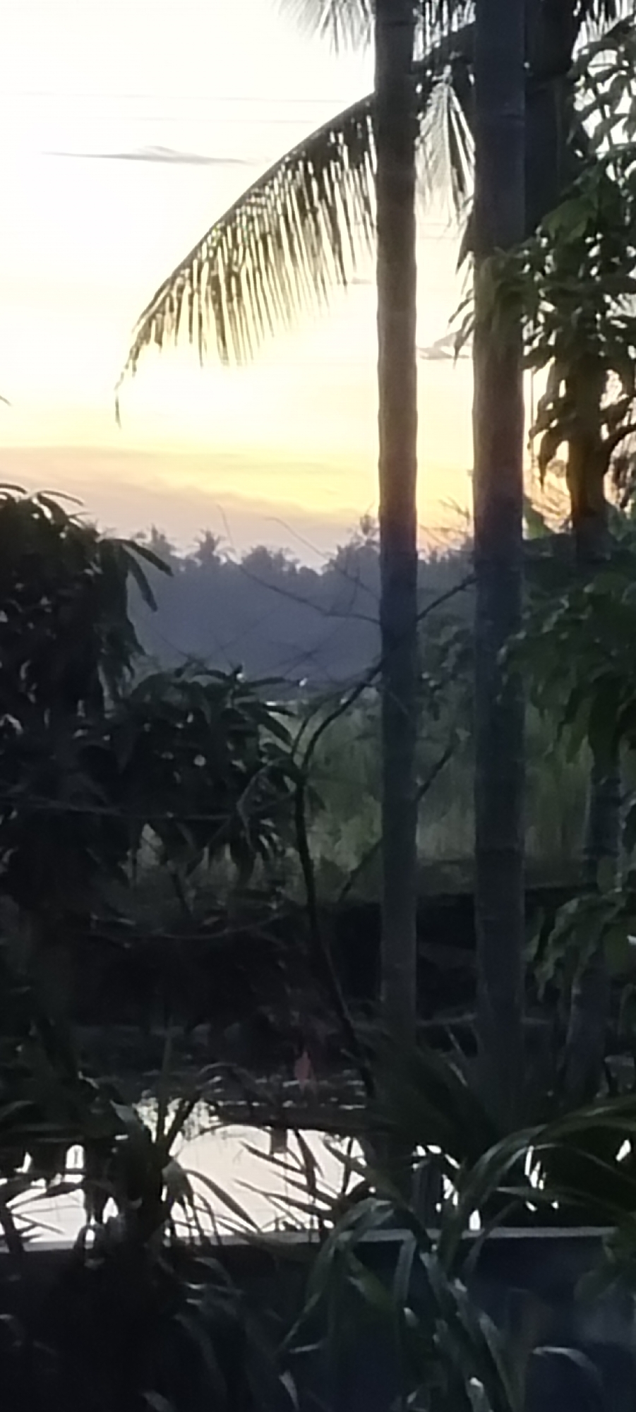 The image captures a serene natural landscape, possibly on the outskirts of Lhokseumawe, Indonesia, during either dawn or dusk. In the foreground, lush green foliage and the trunks of palm trees dominate the scene, casting shadows and creating a sense of depth. The palm fronds, particularly one on the left, are silhouetted against a soft, glowing sky.
Beyond the immediate greenery, a hazy, undulating landscape unfolds. Hills or distant landmasses are visible, their forms softened by atmospheric perspective. A thin, almost imperceptible line of water or a subtle wave could be interpreted in the mid-distance, merging with the landscape. The sky exhibits a gradient of colors, transitioning from a pale yellow or orange near the horizon to a lighter hue higher up, suggesting the presence of the sun just below or above the horizon. The overall impression is one of tranquility and natural beauty, characteristic of tropical or subtropical environments. There are no visible people or man-made structures in the image.