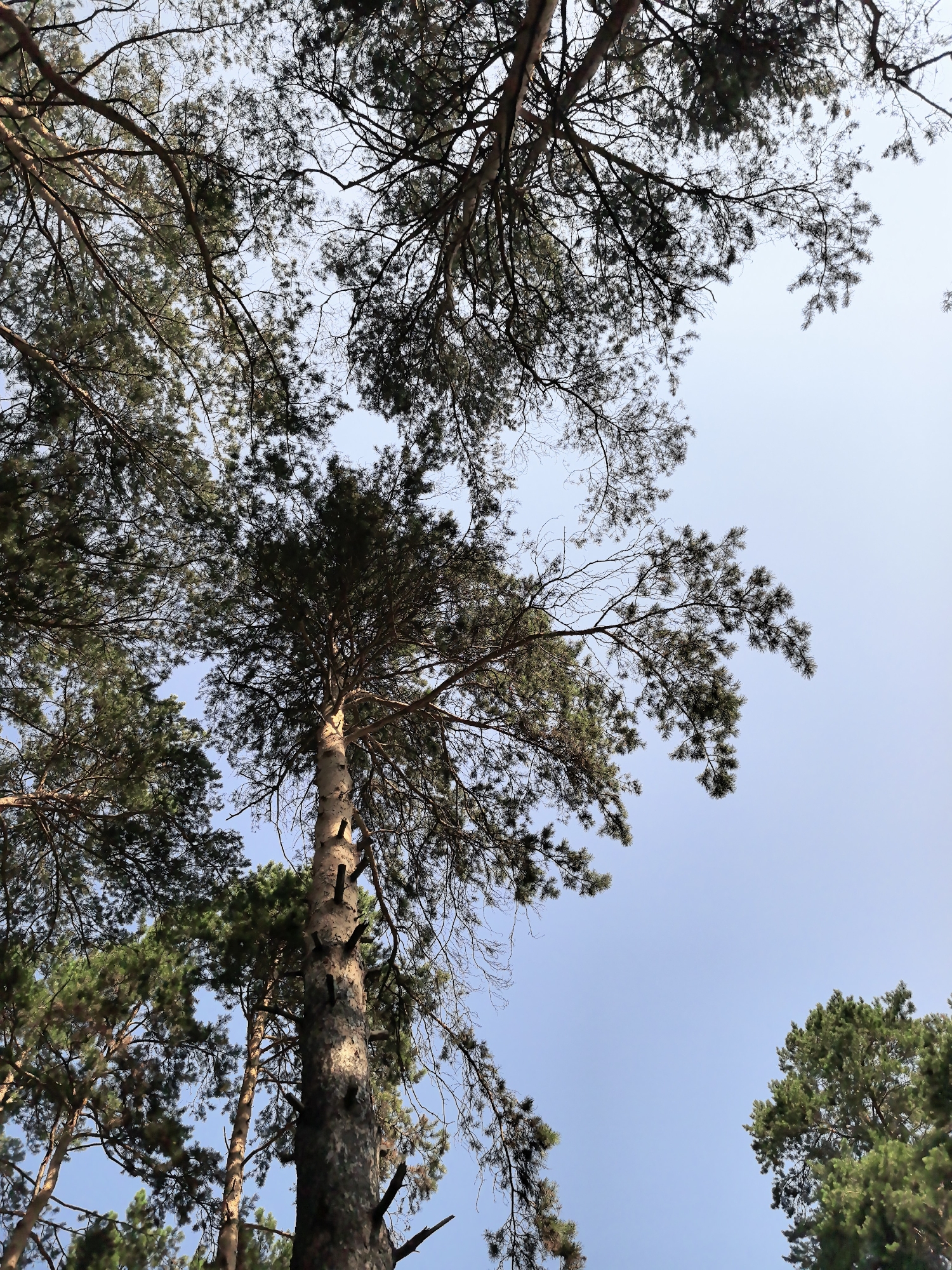 The image is a low-angle shot looking up at pine trees against a clear blue sky. The trees are tall and mature, with rough bark and dense green foliage. The branches of the trees spread out across the frame, creating a canopy that partially obscures the sky. The lighting suggests it is daytime, possibly late afternoon, with sunlight filtering through the needles. There are no people or other animals visible in the image. The scene appears to be in a natural setting, likely a forest or park. There is no specific information in the image that indicates the location is in Novosibirsk, Russia.