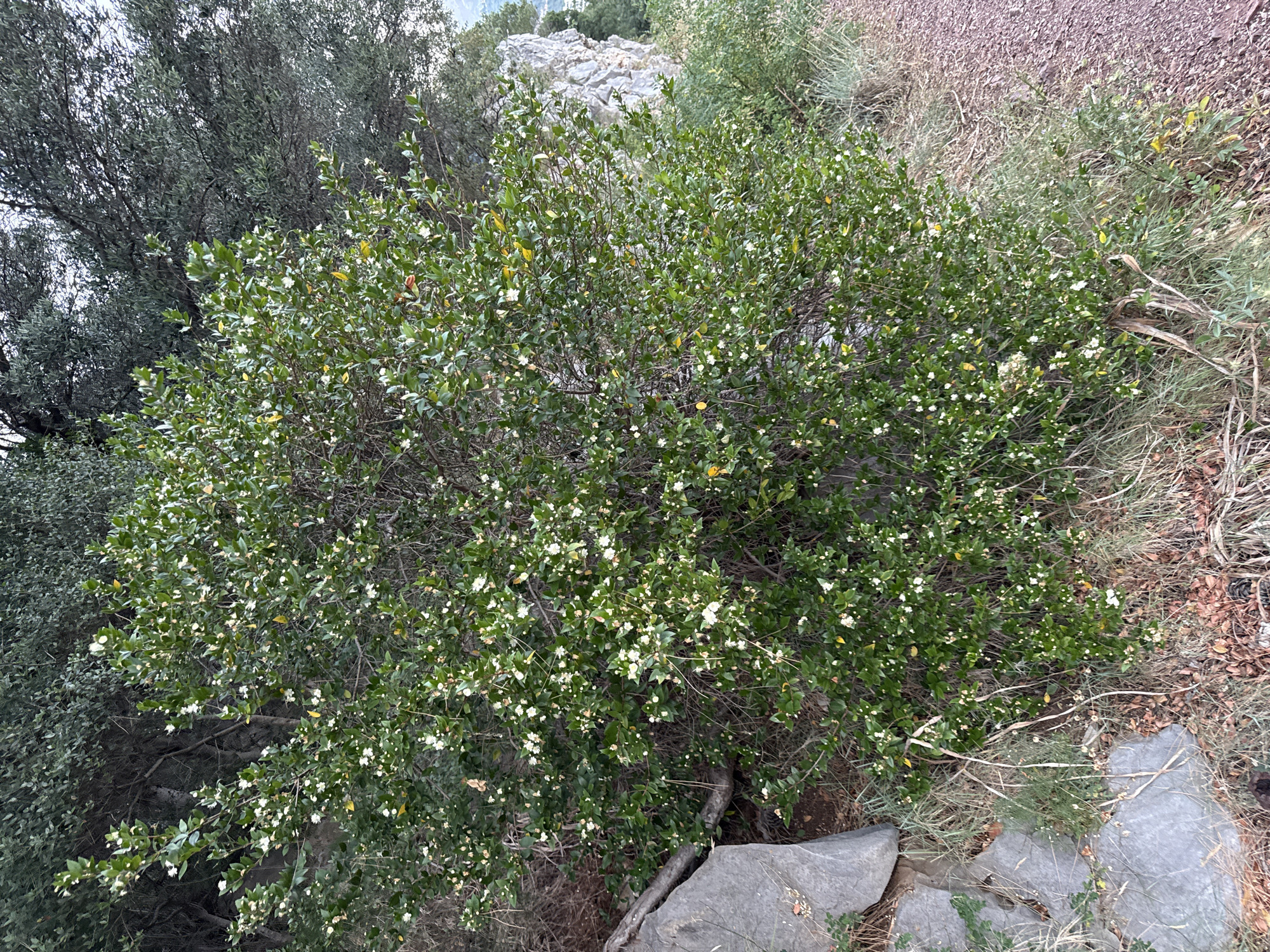 A medium shot shows a dense, green shrub with numerous small white flowers, positioned on a rocky slope. The shrub is located on the left side of the image, obscuring the terrain behind it to some extent. To the right of the shrub, a dirt path or trail is visible, composed of reddish-brown gravel. The background consists of a rocky cliff face and trees. The overall environment suggests an outdoor, natural setting, possibly a hillside in or near Budva, Montenegro, given the rocky terrain and Mediterranean vegetation. No people or animals are present in the scene.