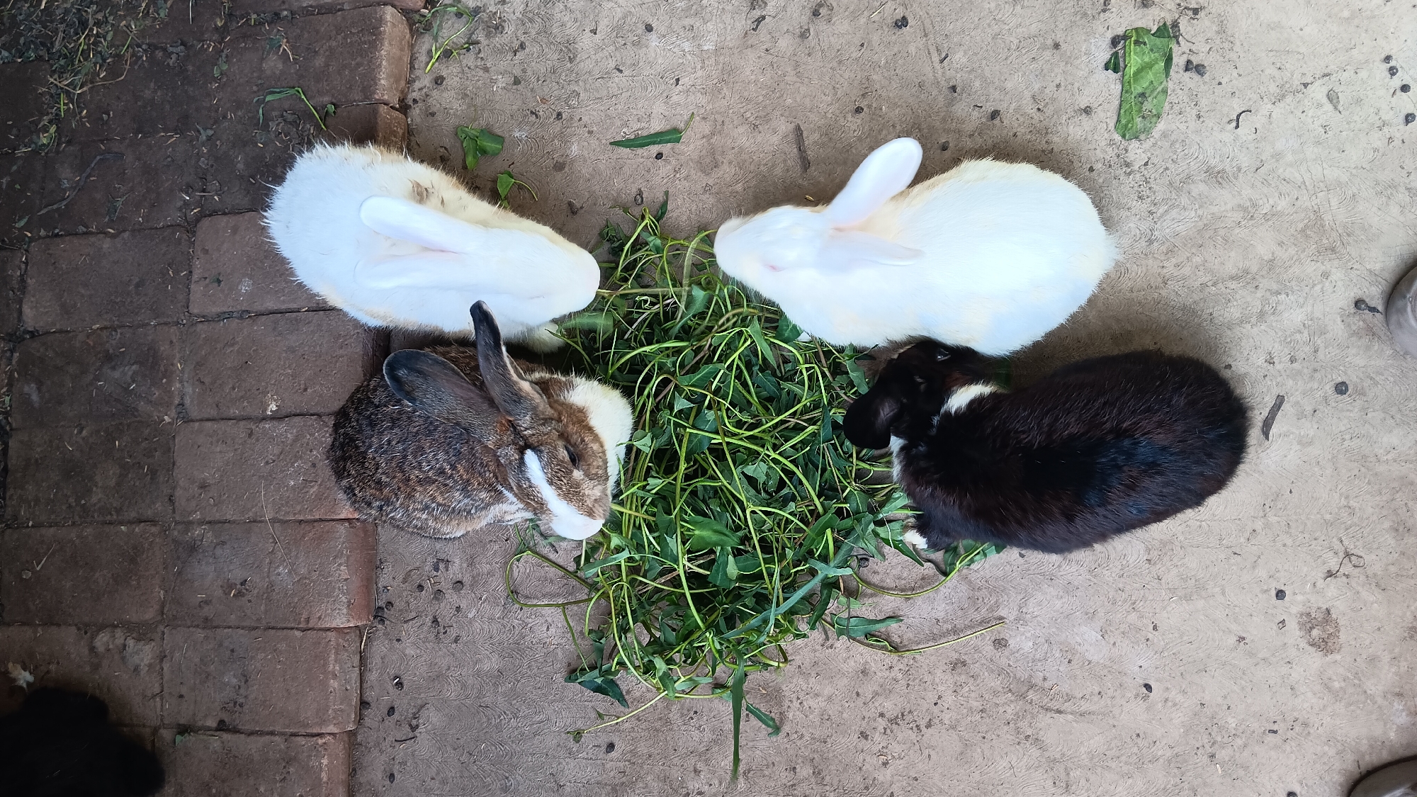 Four rabbits are gathered around a pile of green vegetation on a paved surface. Two of the rabbits are white, one is brown and white, and one is black. The paved surface appears to be a mixture of concrete and brick. The scene is outdoors.