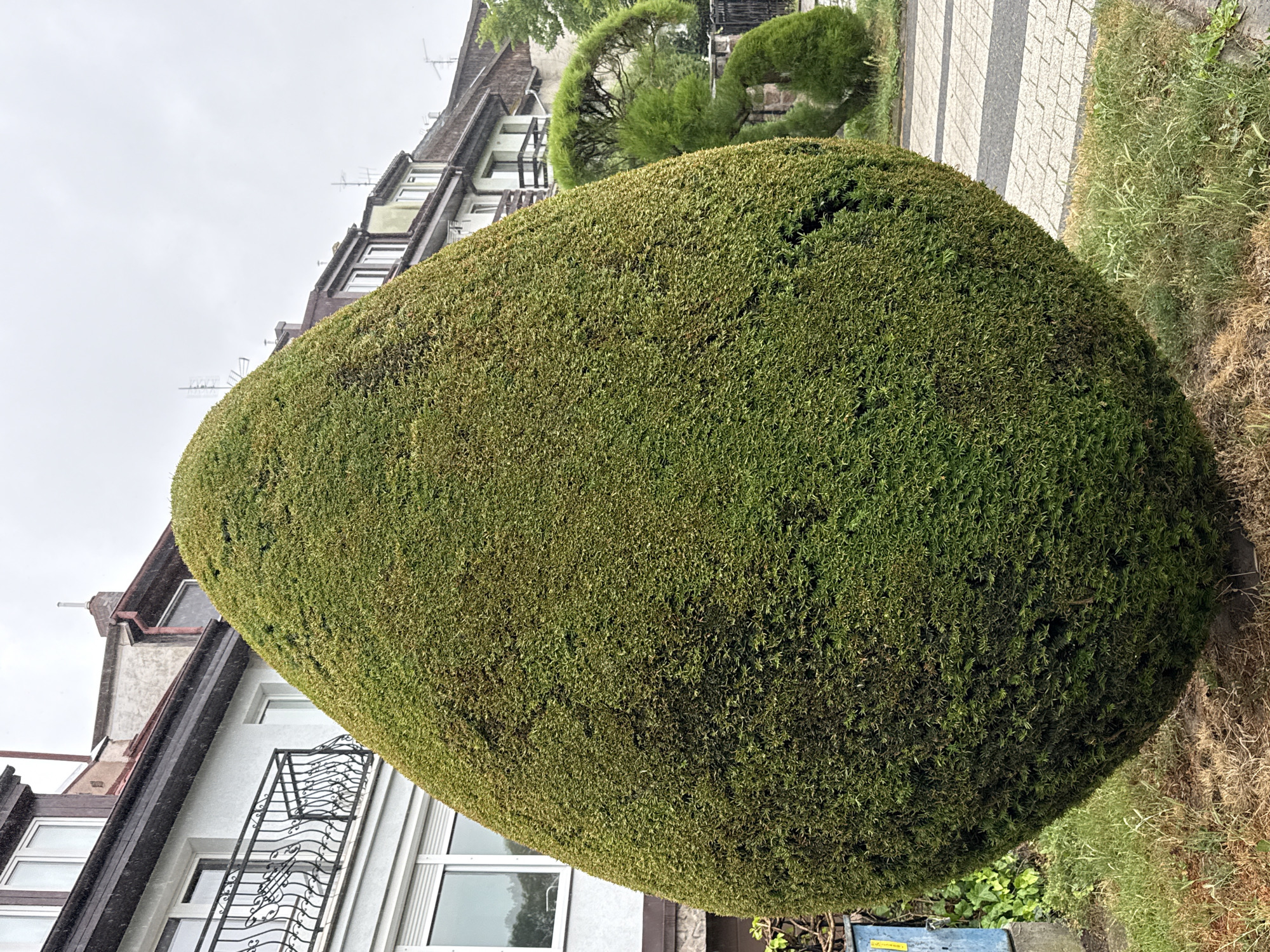 A large, egg-shaped, meticulously pruned green shrub dominates the foreground of this outdoor, overcast scene. The shrub's dense foliage is a rich green, with some lighter, drier sections visible. To the left of the shrub, a white building with dark trim and a balcony with an ornate railing is visible. Windows with white frames are also present on this building. Behind the large shrub, a paved walkway with alternating light and dark rectangular stones runs diagonally from the right foreground towards the background. To the right of the walkway, there are other, smaller, similarly pruned green shrubs. In the background, a row of buildings with multiple stories and various rooflines, including some with antennas, stretches across the scene. The sky is a uniform light gray, indicating an overcast day. The overall impression is of a well-maintained urban or suburban residential area, possibly in Szczecin, Poland, given the architectural style and the presence of such sculpted landscaping. No people are visible in the image.