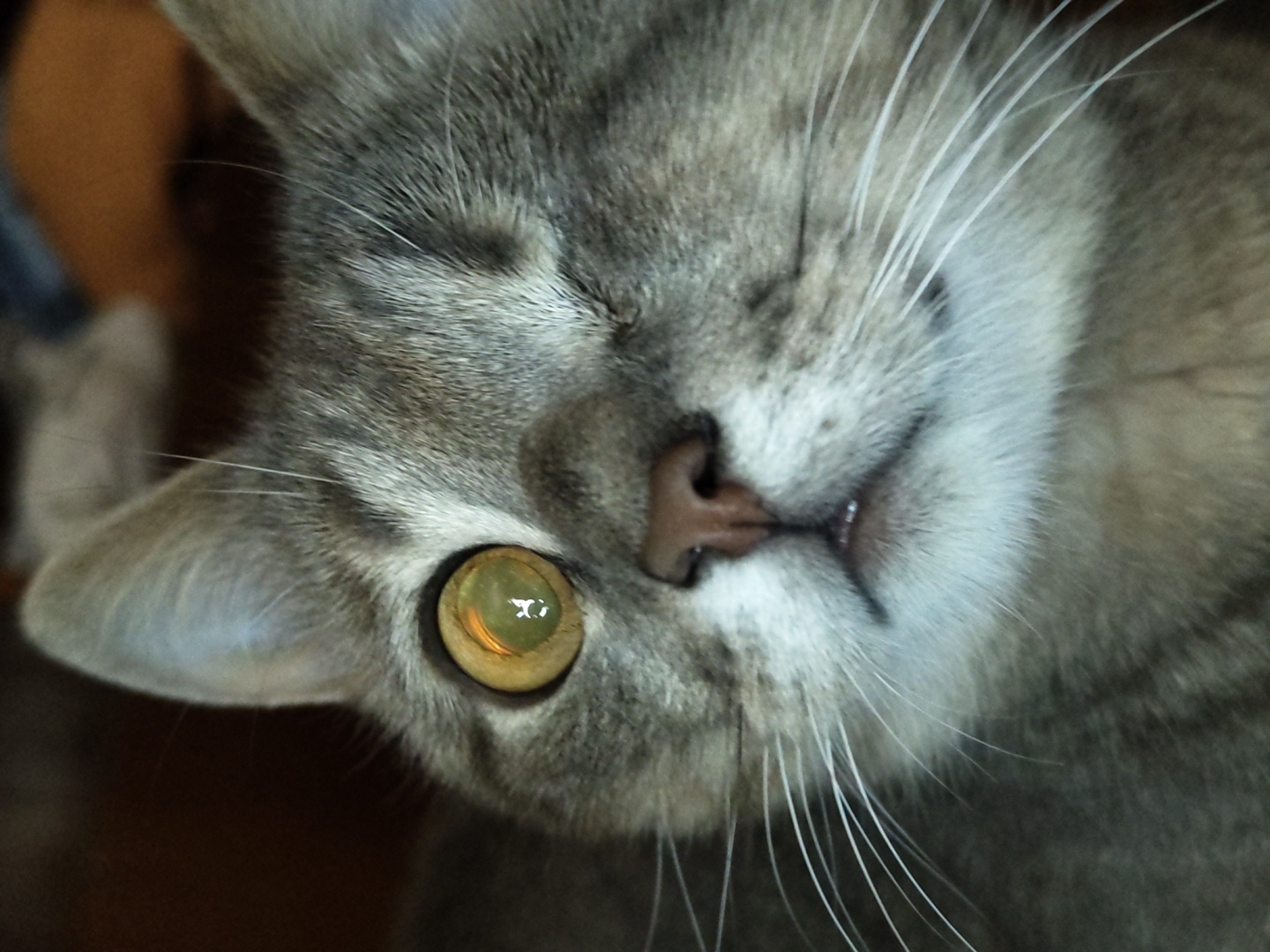 This is a close-up, low-angle, outdoor-style photograph of a tabby cat. The cat's face is the primary subject, with its fur appearing to be gray and black striped. One of the cat's eyes is clearly visible, with a green iris and a black pupil, and reflects a bright light. The cat's nose is a dark brown color, and its mouth is slightly open, revealing a hint of its teeth and tongue. The cat's whiskers are long and white. The background of the image is out of focus, but appears to be a dark, possibly wooden surface. The lighting in the image is dramatic, with strong highlights and shadows. The cat's expression is difficult to interpret due to the close-up nature of the photograph and the angle, but it does not appear to be distressed. There is no visible text in the image.