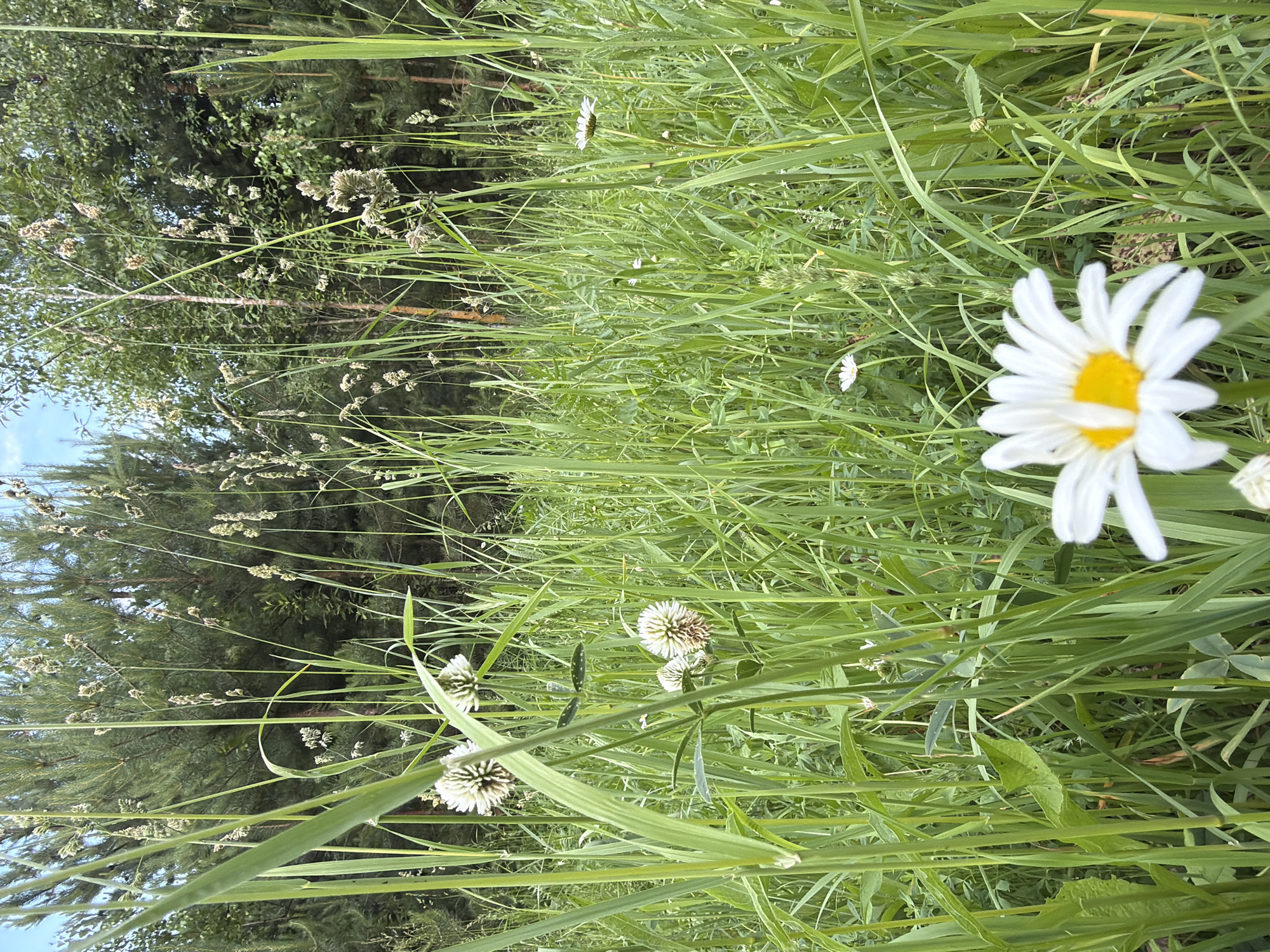 An eye-level, medium shot captures a close-up view of a white daisy with a yellow center in the foreground. The daisy is in focus, with its petals extending towards the left side of the frame. Behind the daisy, a dense field of tall green grass and other wildflowers fills the midground. In the background, a line of tall green trees forms a natural backdrop against a clear blue sky. The scene is set in a natural, outdoor environment. The location is unknown.