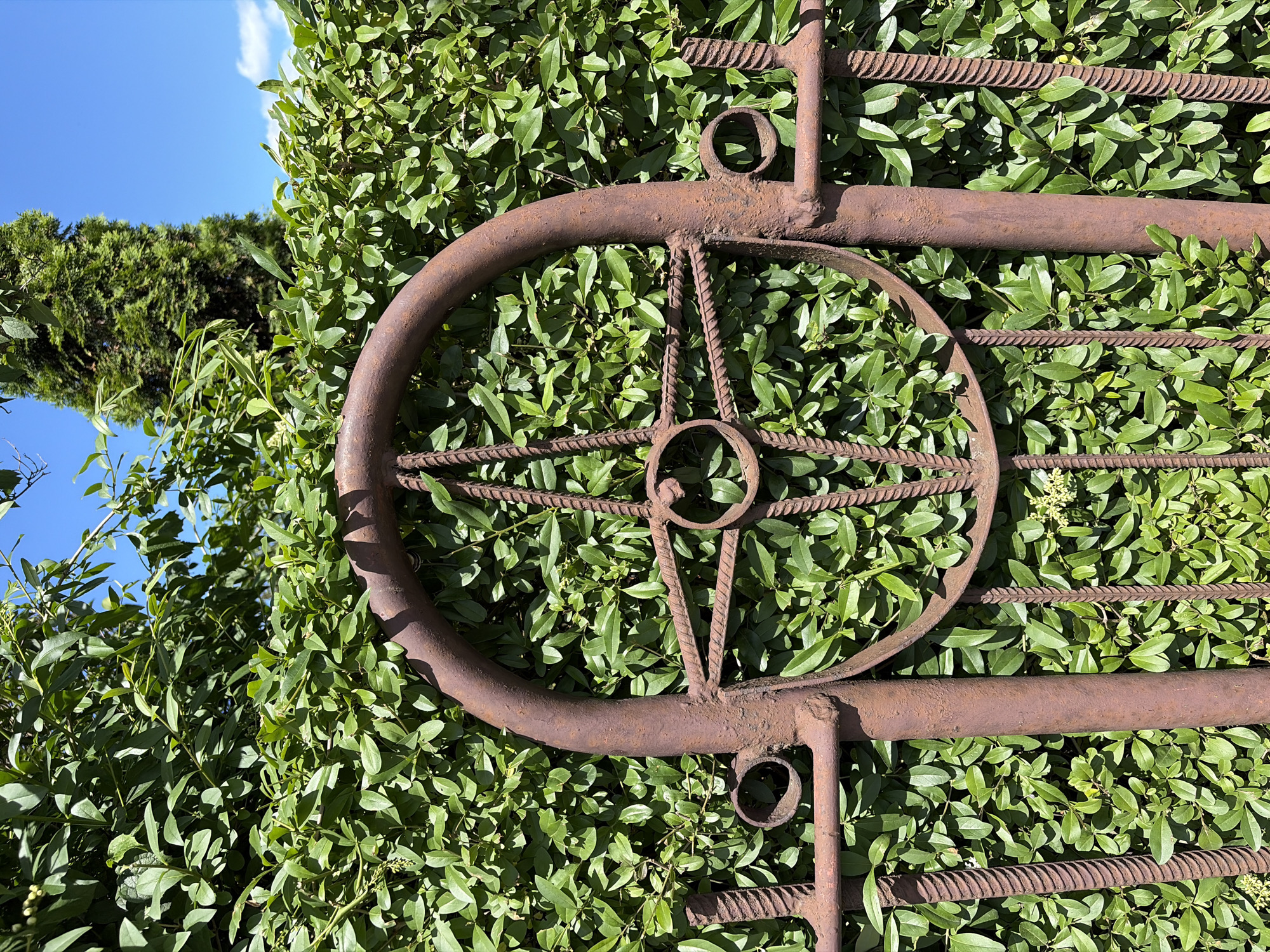 A close-up, head-on, vertical shot shows a rusted metal gate against a dense green hedge and a bright blue sky. The gate features a circular design with radial spokes and smaller circular accents, all made of rough, textured metal. The hedge, composed of small, dark green leaves, forms a solid backdrop, with a portion of a tall, dark green evergreen tree visible in the upper right corner. Sunlight casts sharp shadows on the gate and highlights the vibrant green of the foliage. The setting appears to be outdoors, possibly in a garden or yard, given the presence of the hedge and gate.