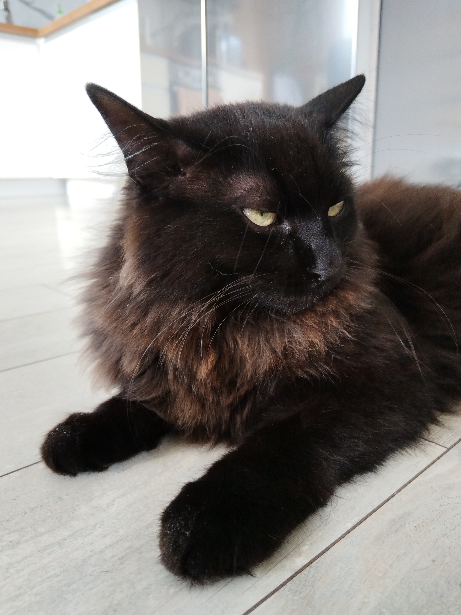 A black, long-haired cat with yellow eyes is lying on a tiled floor. The cat's fur is fluffy, and it has a thick mane around its neck. Its front paws are visible, and they appear to have some white specks on them. The background shows a blurred view of a kitchen with white cabinets and countertops. The lighting is bright, suggesting it is daytime. The scene is indoors, likely in a residential setting. There is no indication of the location in Losino-Petrovsky, Russia.