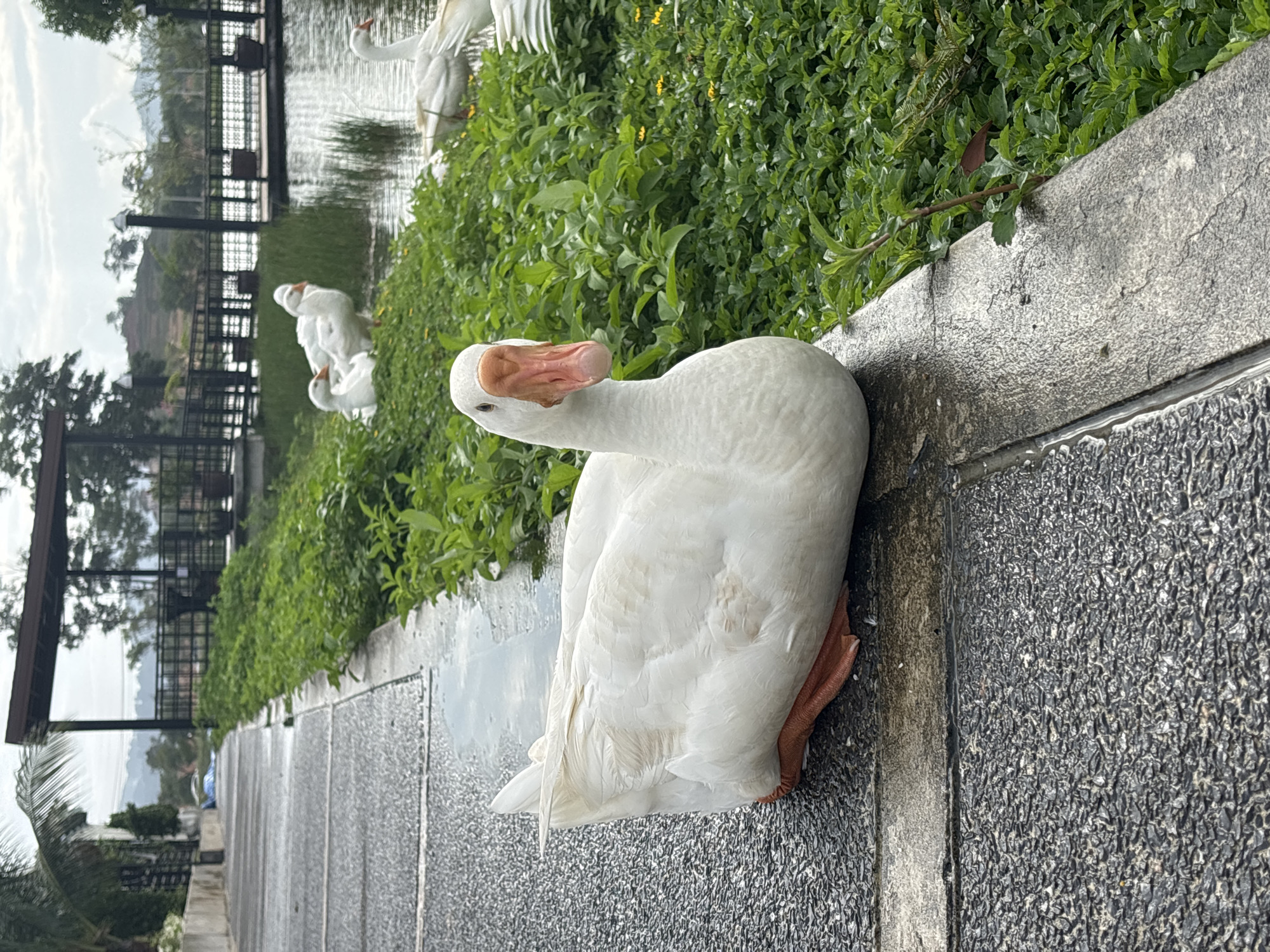 The image shows a white goose resting on a grey stone ledge or walkway. The goose has an orange beak and feet. Behind the goose are other white geese near a body of water, surrounded by green foliage. A gazebo-like structure with a dark roof and black railings can be seen near the water. The location is Choeng Thale, Thailand.