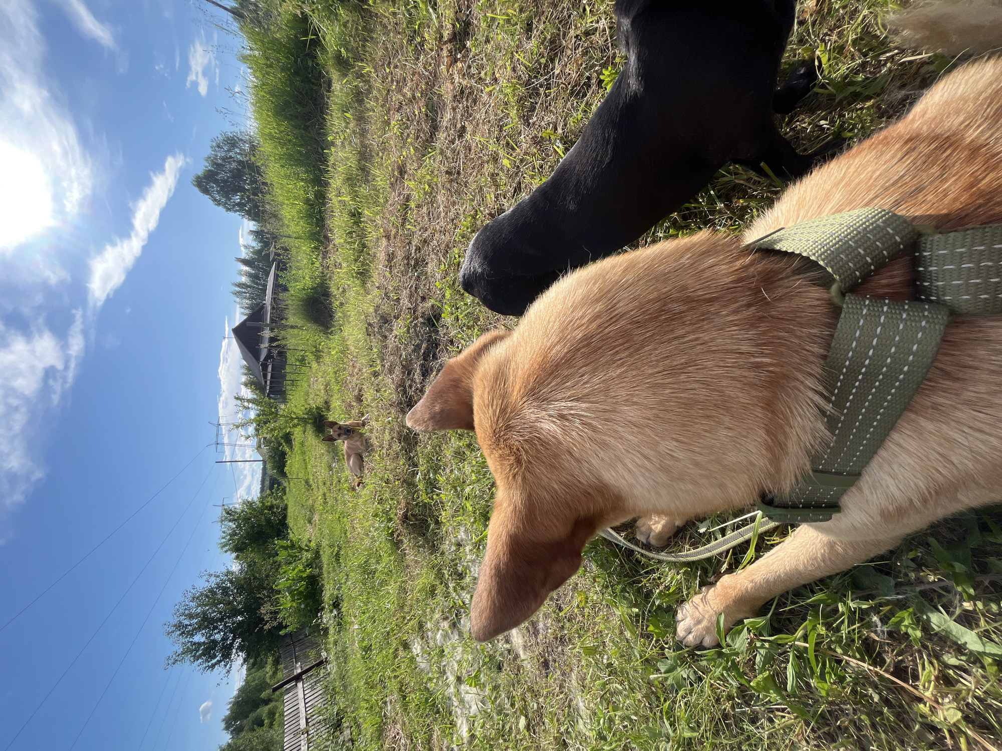 The image depicts a bright, sunny day in a grassy rural area, possibly on the outskirts of Nizhny Tagil, Russia. In the foreground, the back of a tan dog wearing a green harness is visible, lying down on the grass. Next to it, the hindquarters of a black dog are also seen. In the middle ground, another tan dog is lying down in the grass. The background shows a wooden fence, trees, and a building with a dark roof, characteristic of rural Russian settlements. Power lines and transmission towers are visible in the distance, suggesting proximity to infrastructure. The sky is a vibrant blue with scattered white clouds and the sun is shining brightly, casting shadows. The overall scene conveys a peaceful, outdoor setting with dogs relaxing in a natural environment.