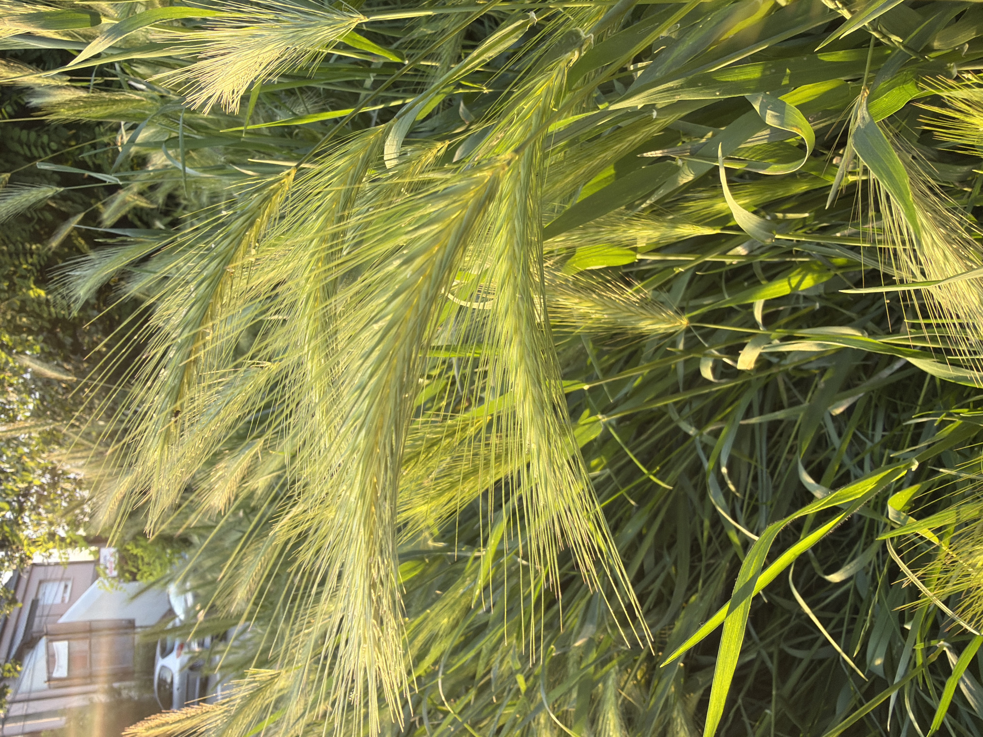 The image shows a dense growth of wild grasses, likely foxtail barley (Hordeum jubatum), with their characteristic long awns prominently visible. The grasses are predominantly green and yellowish-green, suggesting they are in a stage of active growth. A blurred structure of a house is visible, indicating an urban setting. Given the prompt's specification, this location is likely within the Vozdovac Urban Municipality, Serbia. The lighting conditions suggest either early morning or late afternoon due to the soft, diffused sunlight. There are no people or actions visible in the image. The scene depicts a natural, uncultivated environment bordering an urban area.