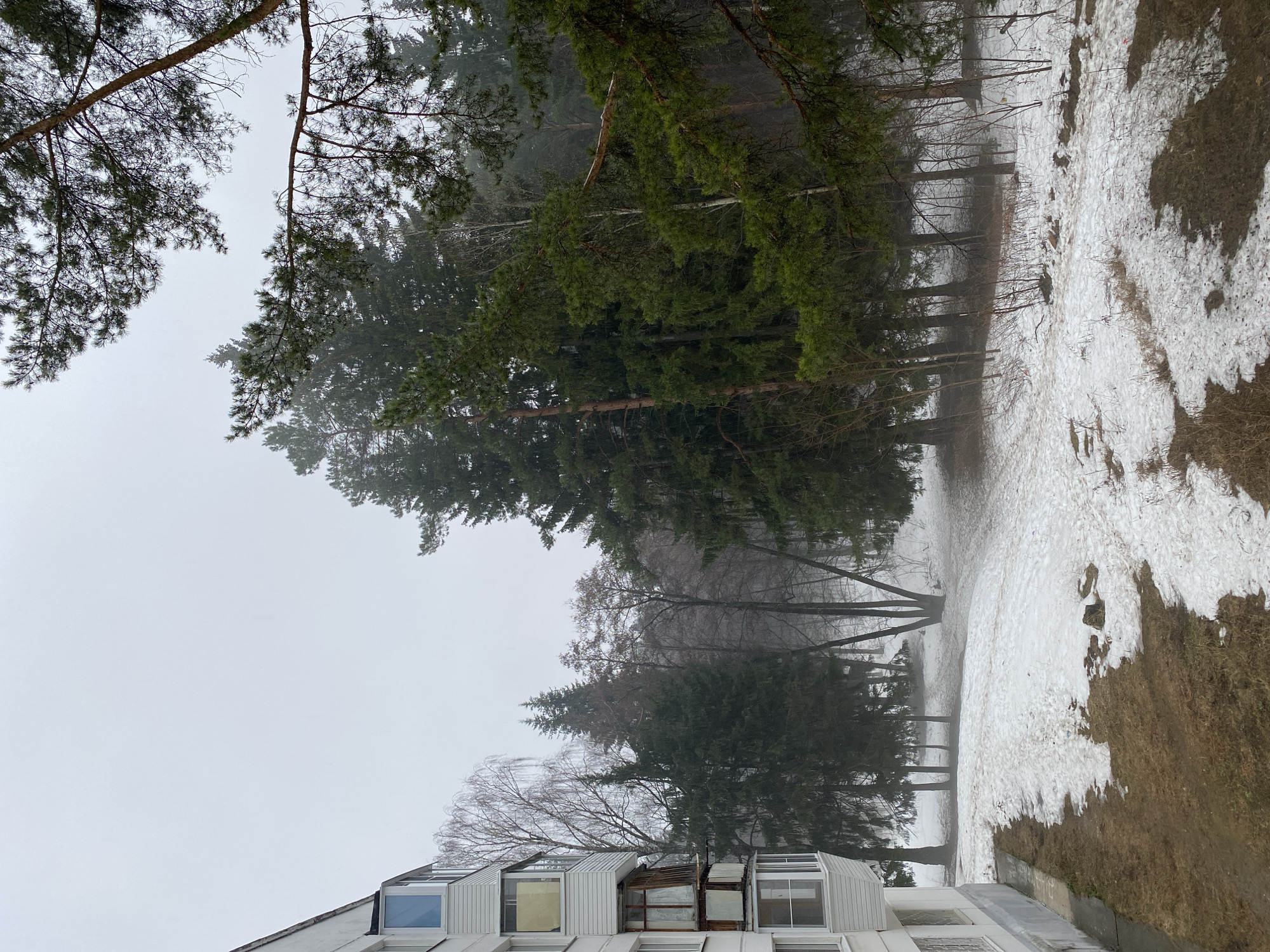 The image shows a view from a building in Chaikovsky, Russia. The bottom of the frame shows the white building with multiple windows. The surrounding environment includes a forest with tall pine trees and patches of melting snow on the ground. The sky is overcast and foggy, obscuring the view into the distance. The scene appears to be taken in late winter or early spring. There are no visible people or signs of immediate human activity.