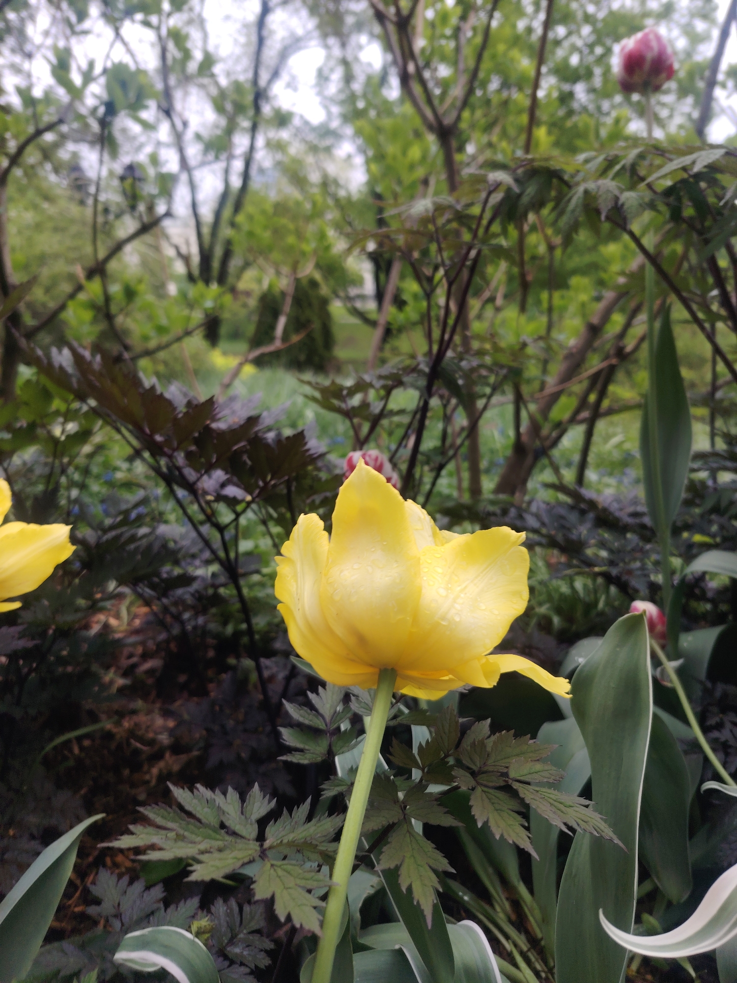 The image features a yellow tulip in bloom, with water droplets on its petals, set against a backdrop of foliage in a garden setting. The surrounding plants include dark-leaved plants with serrated edges, as well as broad, green leaves. In the background, blurred trees and branches are visible. The presence of tulips and the style of gardening suggest a formal garden or park environment. The location is in the city of Riga, Latvia.