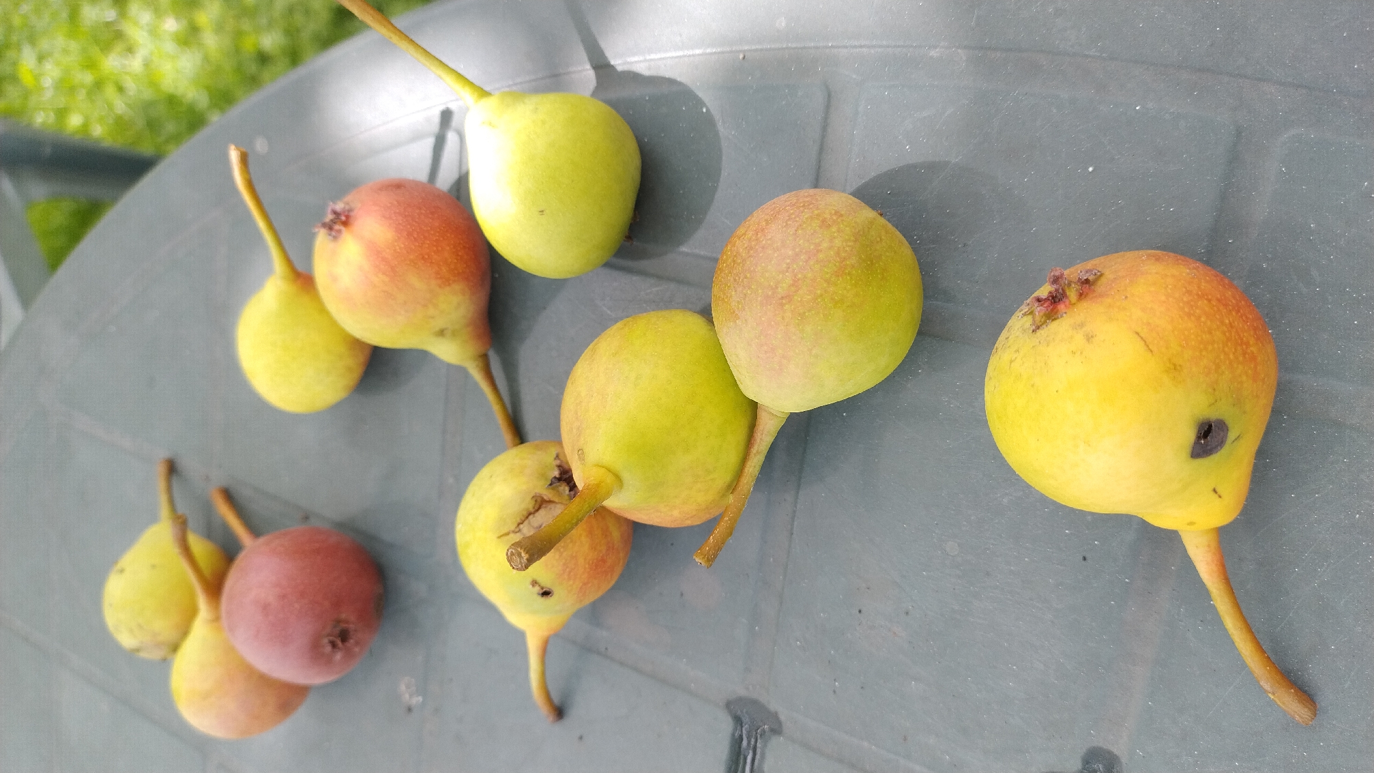 In the city of Jelgava, Latvia, on a green plastic table, are several pears. The pears vary in color, with some being predominantly yellow and others having patches of red. Most of the pears have stems attached. The table surface appears textured and slightly damp in places. In the background, out of focus, is green foliage, suggesting an outdoor setting. The lighting suggests it is daytime.