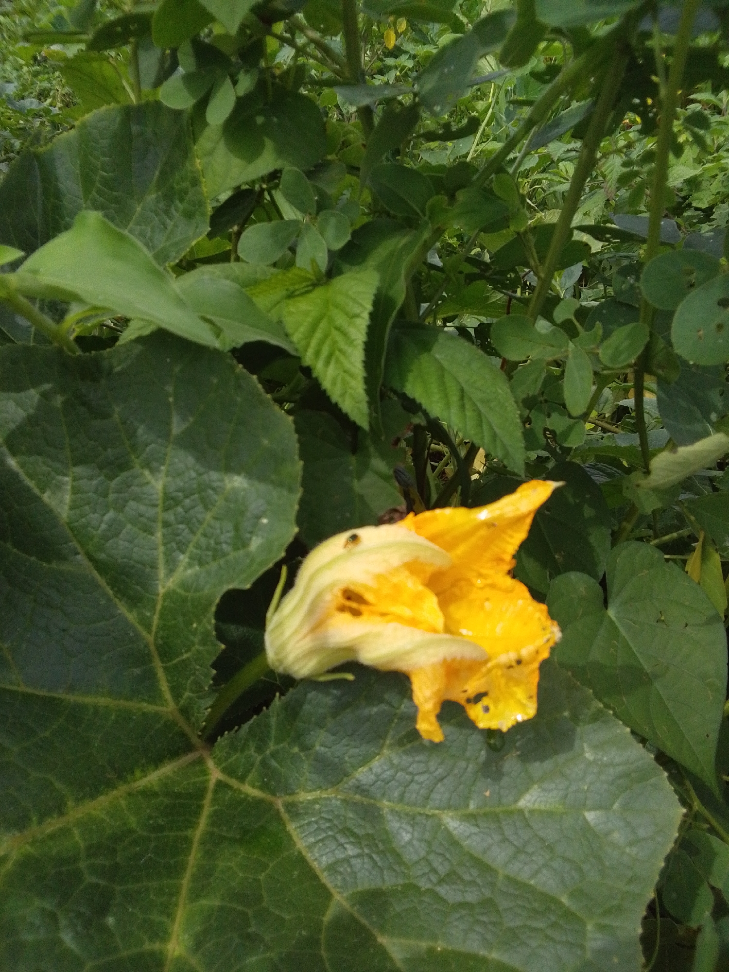 In a lush, green garden environment, a vibrant yellow squash flower blooms prominently, its delicate petals unfurling amidst large, textured green leaves. The scene is bathed in natural light, highlighting the intricate details of the plant's foliage and the flower's delicate structure. Tiny insects are visible on the flower, suggesting a natural pollination process at play. The background is filled with more greenery, indicating a healthy and thriving garden, possibly in the outskirts of Serti, Nigeria, where such agricultural scenes are common. The focus of the image is the striking contrast between the bright yellow of the flower and the deep green of the surrounding leaves, creating a visually appealing composition. The overall impression is one of natural beauty and the productivity of the land.