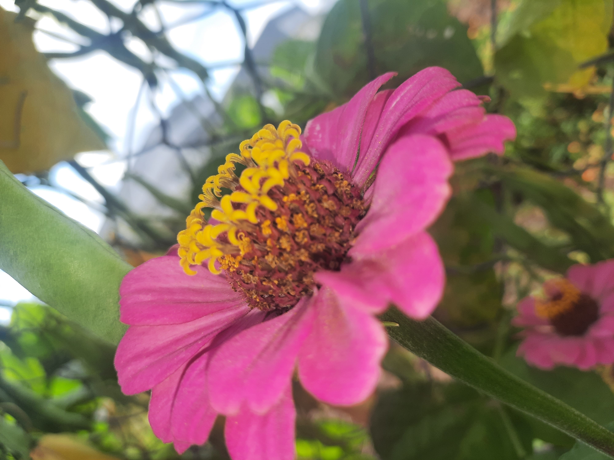 A close-up, low-angle shot captures a vibrant pink zinnia flower in full bloom. The flower's petals are a rich magenta, with delicate serrations along their edges. Its center is a complex arrangement of brown stamens tipped with bright yellow anthers. The flower is positioned on the right side of the frame, with its stem, a fuzzy green stalk, extending downwards. In the background, out-of-focus green foliage and hints of blue sky suggest an outdoor setting. A second, smaller pink zinnia is visible and blurred in the lower left corner. There is no indication of the city of Шклоў, Belarus in the image.