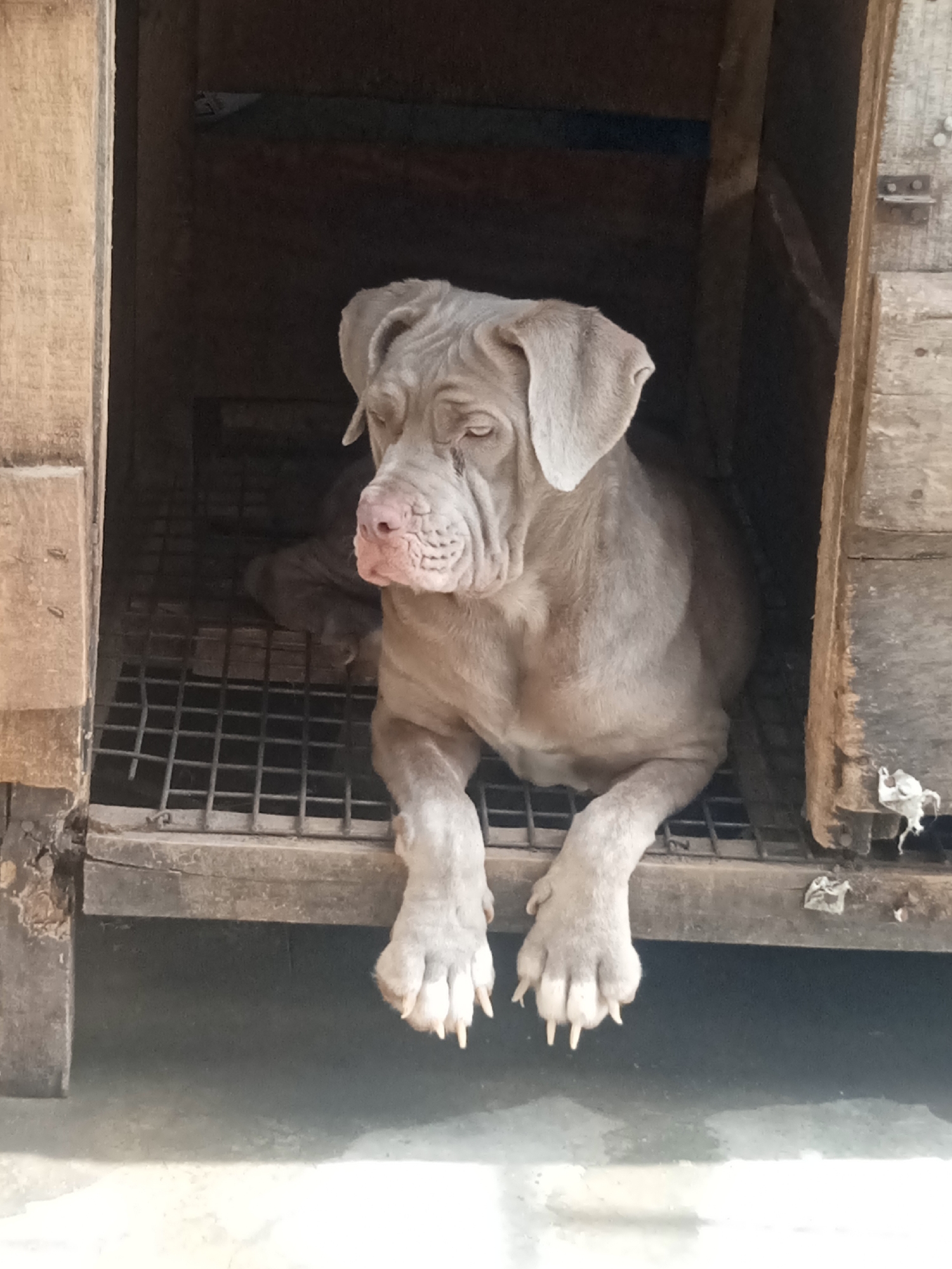 A grey mastiff dog is resting in a wooden crate lined with a metal grate. The crate is in an unknown location. The dog is lying down, with its front paws hanging over the edge of the crate. The dog is looking off to the side.