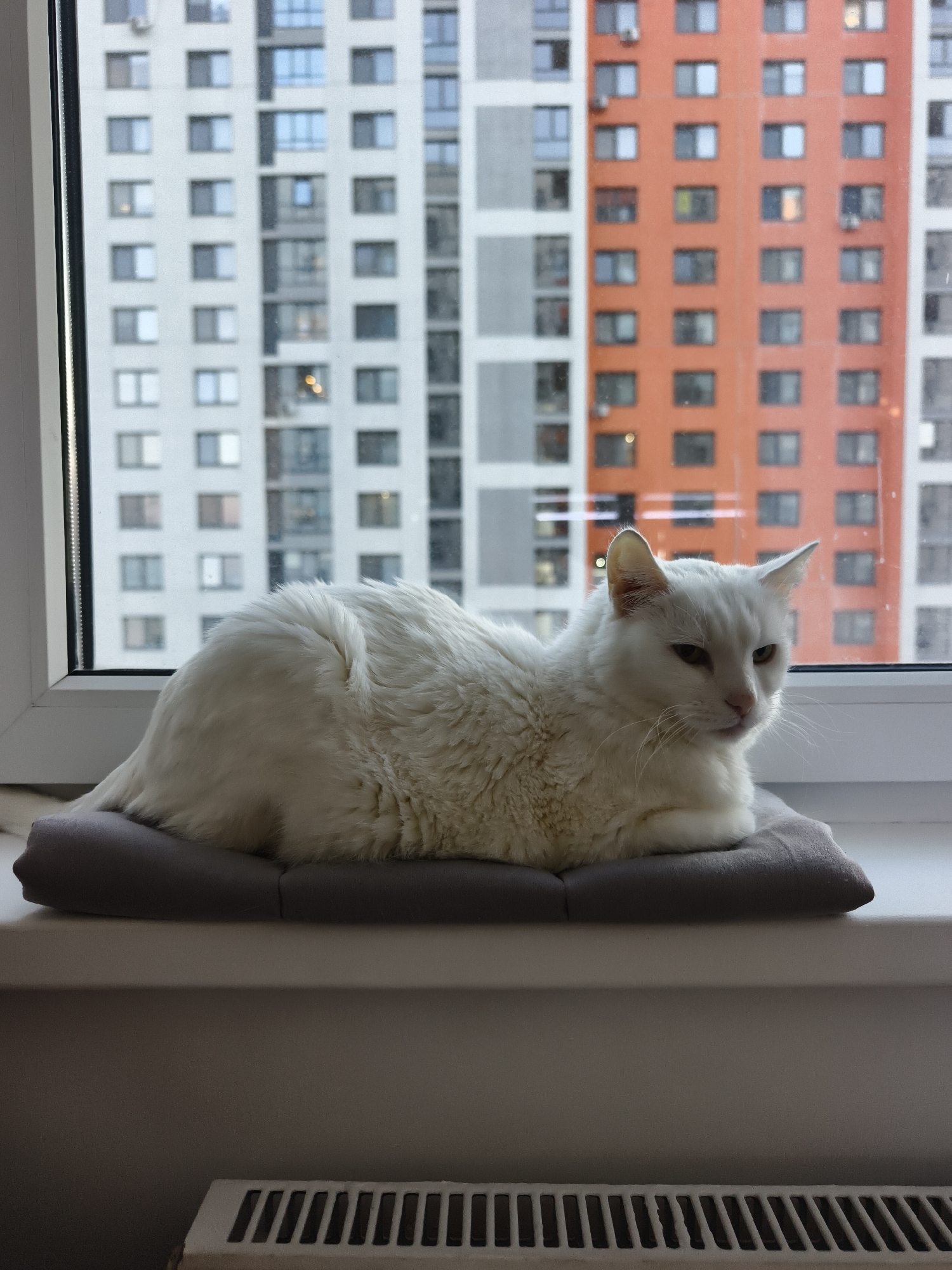 A white domestic cat rests comfortably on a grey cushion placed on a white window sill in Tyumen, Russia. The cat, with thick, ruffled white fur and yellowish-green eyes, is curled up with its paws tucked underneath, gazing calmly towards the right. Its expression appears serene or slightly sleepy.
The scene is set indoors, looking out through a large window. The background reveals an urban landscape dominated by tall residential buildings under diffused daylight, suggesting an overcast day or indirect sunlight. To the left, a light-colored, possibly white or light grey, multi-story building with numerous rectangular windows is visible. To the right, a prominent orange-red multi-story building with a similar pattern of windows stands out. Reflections of interior lights or distant objects are visible in some windows of both buildings.
The white window frame occupies a significant portion of the image. Below the window sill, a white wall descends, and at the very bottom, part of a white radiator with dark grilles is visible, indicating indoor heating. There is no visible text in the image. The cat appears to be enjoying its vantage point by the window, possibly observing the activity outside.