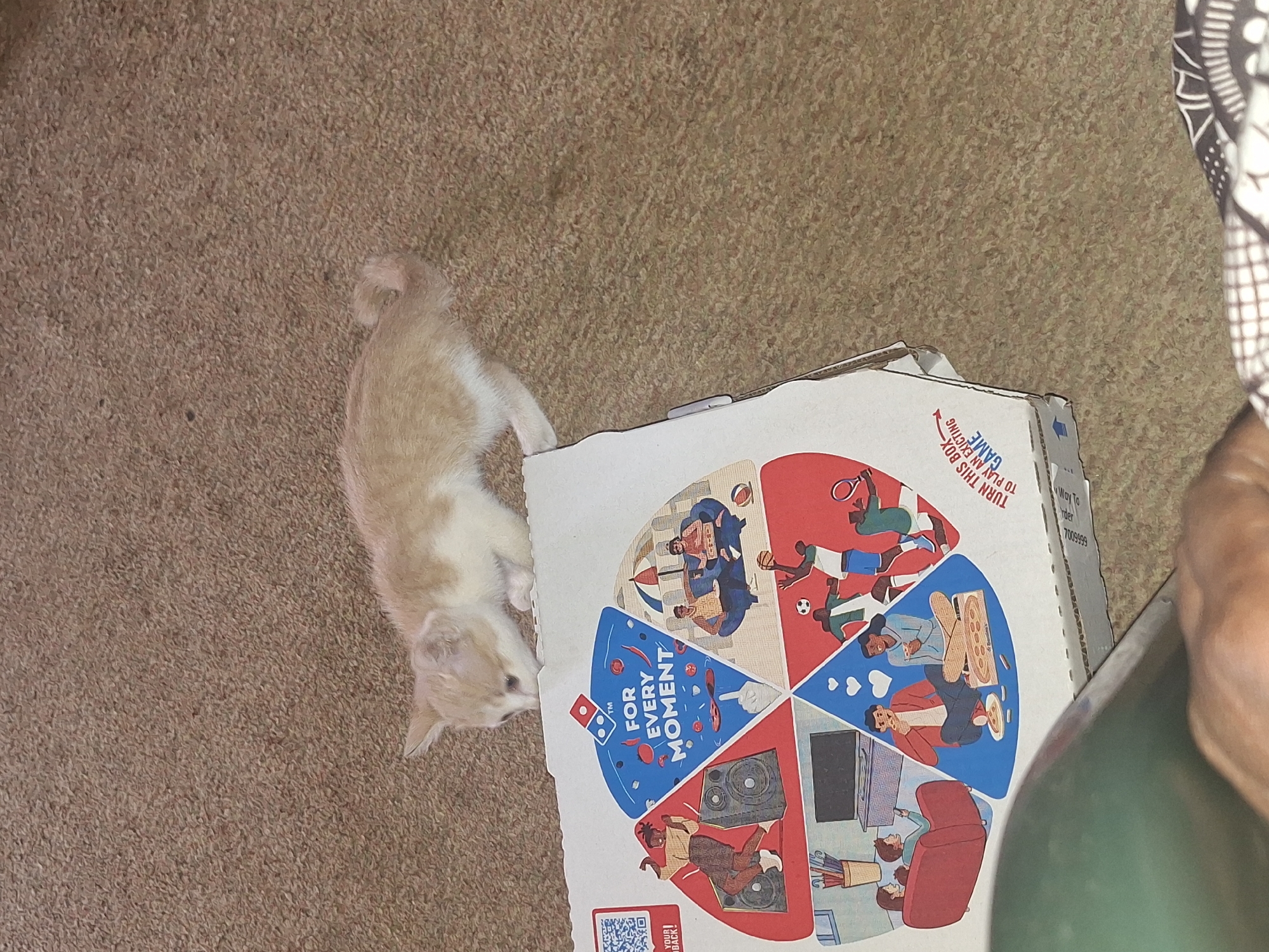An indoor, high-angle shot captures a small, cream and white kitten positioned next to a partially open Domino's pizza box on a brown, textured carpet. The kitten, appearing young, is stretched out on the left side of the frame, looking towards the pizza box with curiosity. Its fur is predominantly light cream with some white patches, and its tail is slightly curved.
The Domino's pizza box is prominently featured on the right side of the image, resting on the carpet. The lid displays a colorful, segmented circular design depicting various leisure activities and "moments." Illustrations show people engaged in different activities such as playing sports (basketball, tennis, soccer), relaxing on a beach, enjoying pizza, watching television, and possibly DJing.
Visible text on the pizza box includes the Domino's logo and the slogan "FOR EVERY MOMENT." Other text prompts to "TURN THIS BOX TO PLAY AN EXCITING GAME." A QR code area is partially visible with the text "YOUR BACK!" and additional text "Way To Order 7009999" can be seen on the side of the box.
The setting appears to be a cozy, domestic environment, suggested by the carpeted floor. On the far right edge of the frame, a person's leg or arm is partially visible, covered by a patterned fabric, indicating human presence nearby. The image captures a serene, casual moment with the kitten exploring its surroundings.