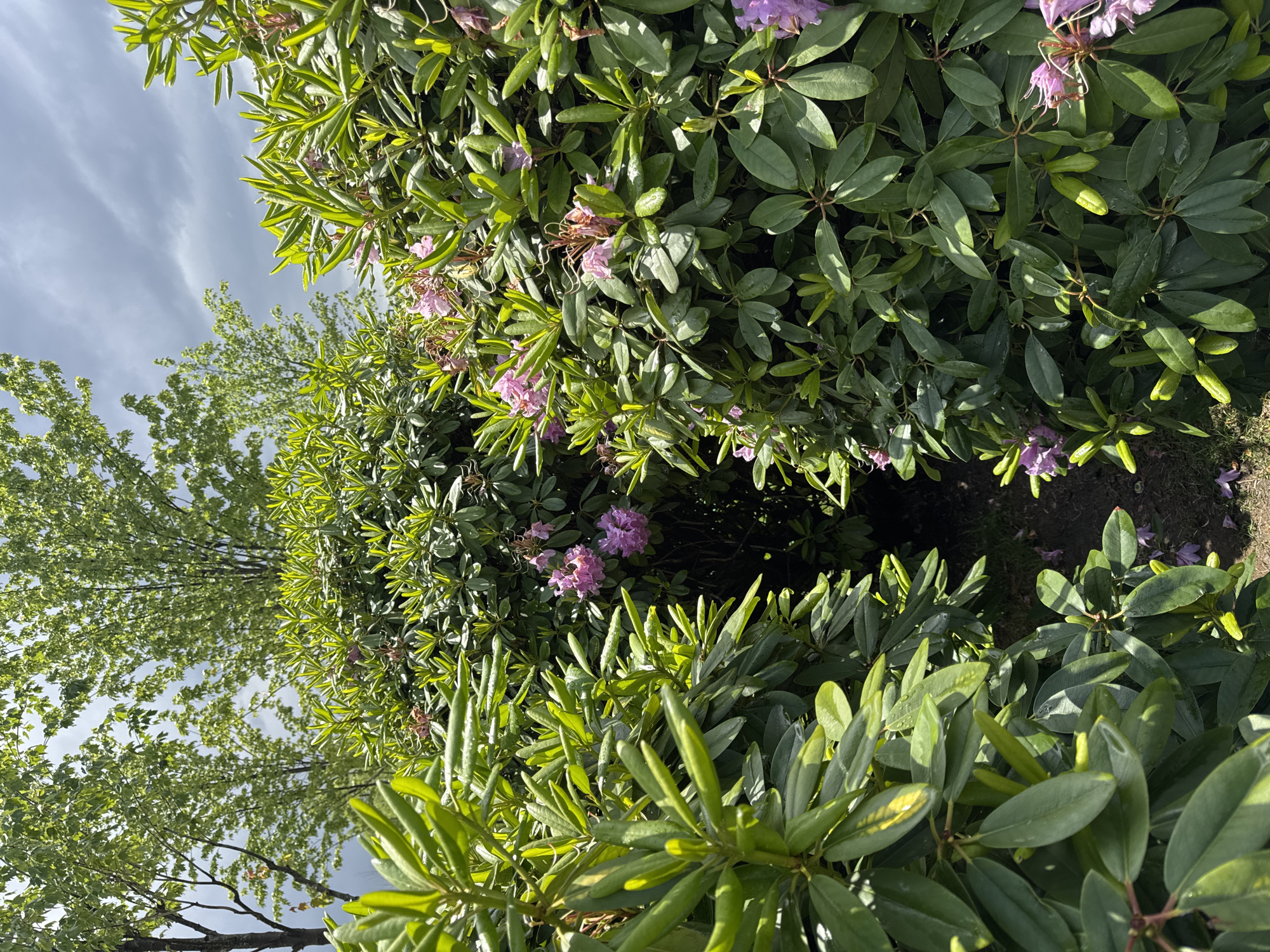 The image shows a garden scene with various green bushes and trees, some of which are flowering with light purple blossoms. The sky is visible through the foliage, appearing partly cloudy. The location cannot be confirmed as Krasnodar, Russia from the image alone.