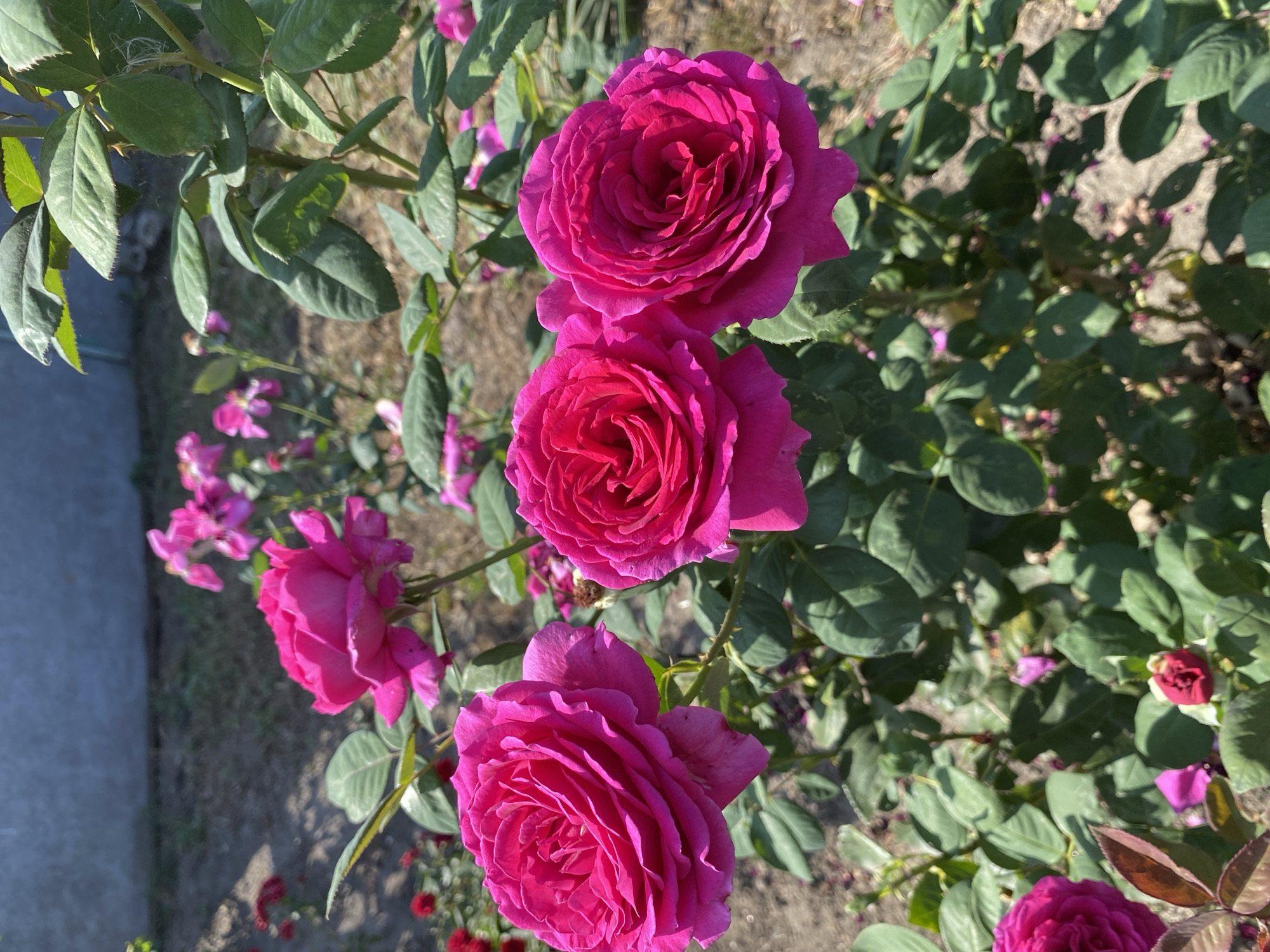 The image captures a close-up view of a rose bush with several vibrant pink roses in bloom. The roses are the primary subjects, with their petals unfurling in intricate layers. The background is softly blurred, suggesting an outdoor setting, possibly a garden. The ground appears to be made of soil and scattered small stones or gravel. In the distance, a hint of a gray wall or structure can be seen, partially shaded by foliage. The lighting suggests it is daytime, with sunlight illuminating the roses and casting shadows. No people or animals are visible in the frame. The image is a still photograph of the floral elements. The location is identified as Ventsy, Russia.