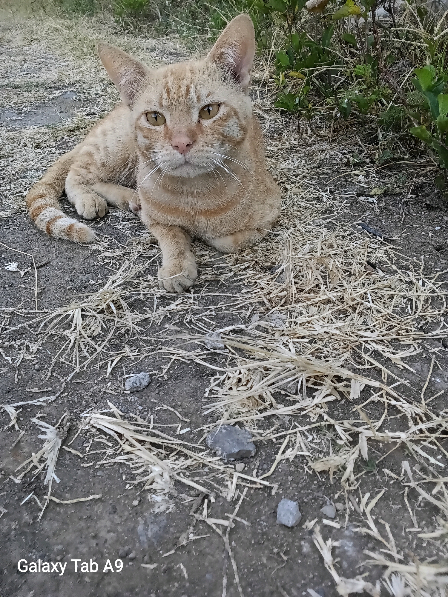 In Kelutan, Indonesia, an orange tabby cat is lying on the ground, amidst dry grass and dirt. The cat is facing the camera with its mouth slightly open. Its fur has distinct stripes, and its eyes are yellow. The background shows green foliage and more dry grass. The ground is uneven, with scattered stones and dry vegetation. The bottom of the image contains a watermark that reads "Galaxy Tab A9".