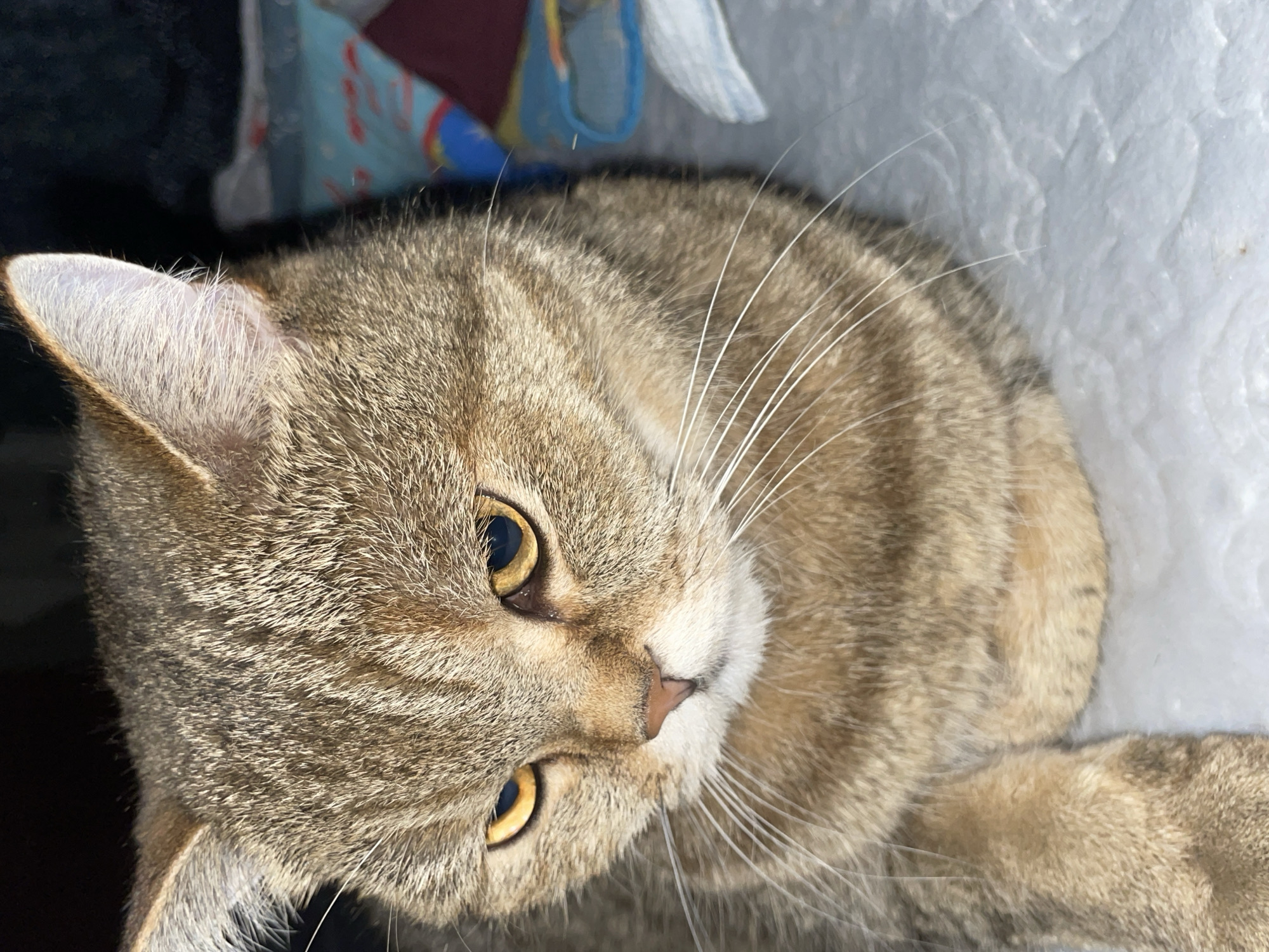 The image shows a close-up of a tabby cat with yellow eyes. The cat is lying down on a white, textured surface, likely a blanket or a mat. The background is dark and out of focus, with some colorful objects visible, possibly fabric or toys. There are no people or any indication of the specific location in Saint Petersburg, Russia, other than the fact that the image was captured there. The cat's fur is short and appears to be brown and grey with black stripes. Its whiskers are long and white. The cat's expression is somewhat serious or thoughtful.