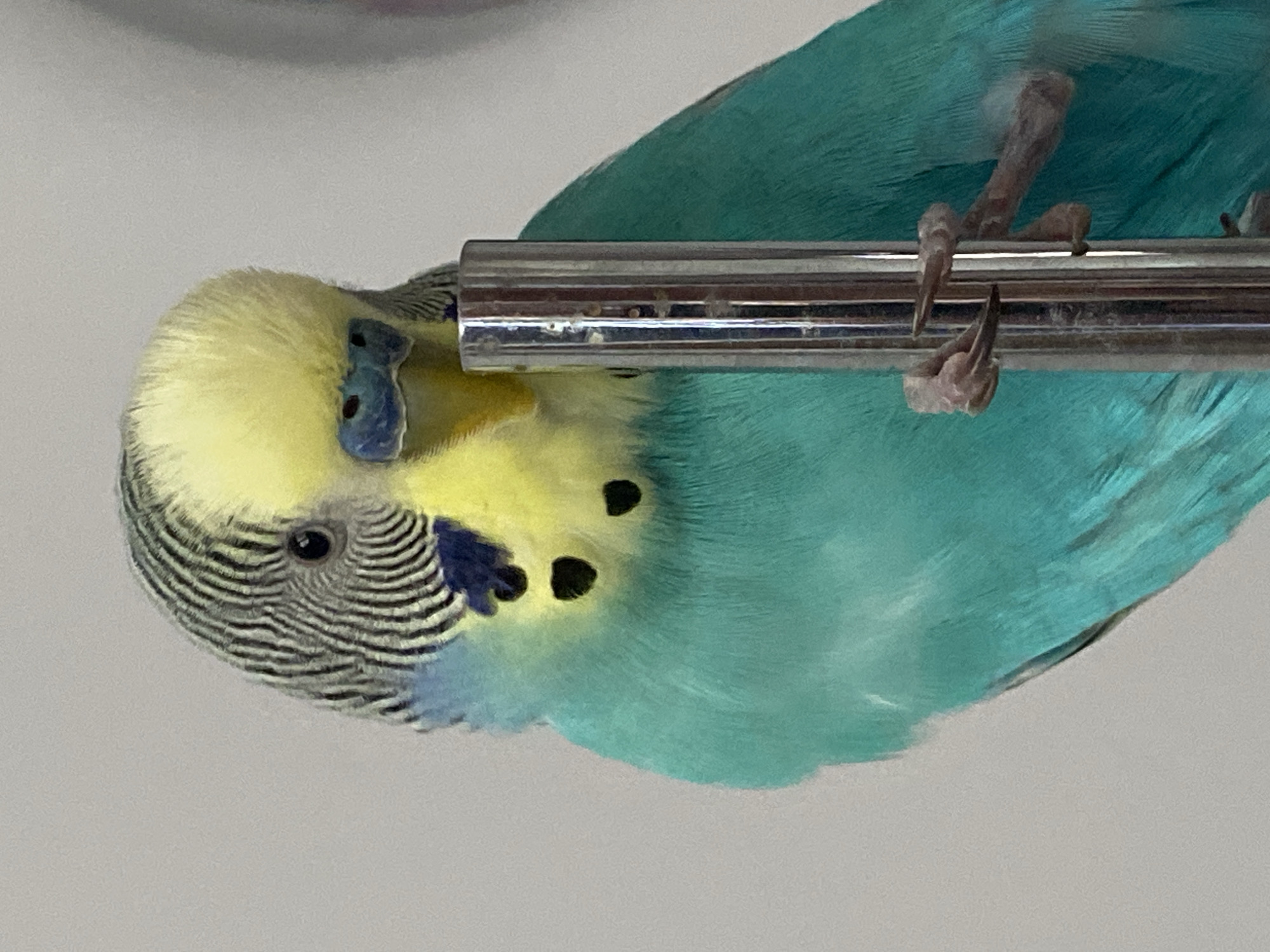 A blue and yellow budgerigar (Melopsittacus undulatus), commonly known as a parakeet, is perched upside down on a metal bar. The bird's head is yellow with black stripes on the back of its head. It has small black spots on its throat. Its beak is blue. Its body is primarily blue. The feet are grasping the metal bar. The background is a neutral grey color.