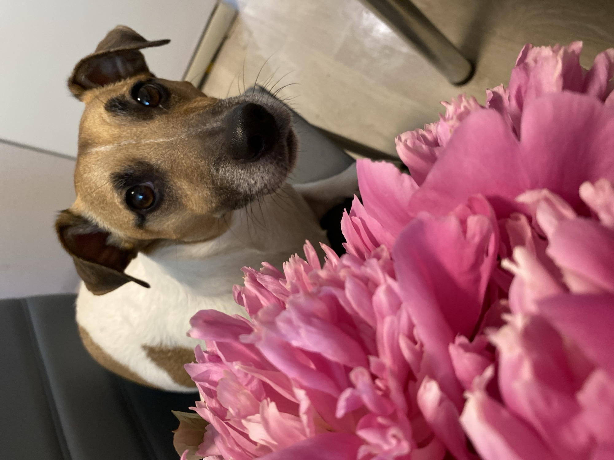 The image shows a close-up of a Jack Russell Terrier dog, with pink peonies in the foreground. The dog is looking directly at the camera with its head slightly tilted. The background is out of focus and appears to be an indoor setting with some furniture. There is no indication of the city of Noviy, Russia, or any other specific location. The scene is static and there are no discernible actions or interactions taking place.