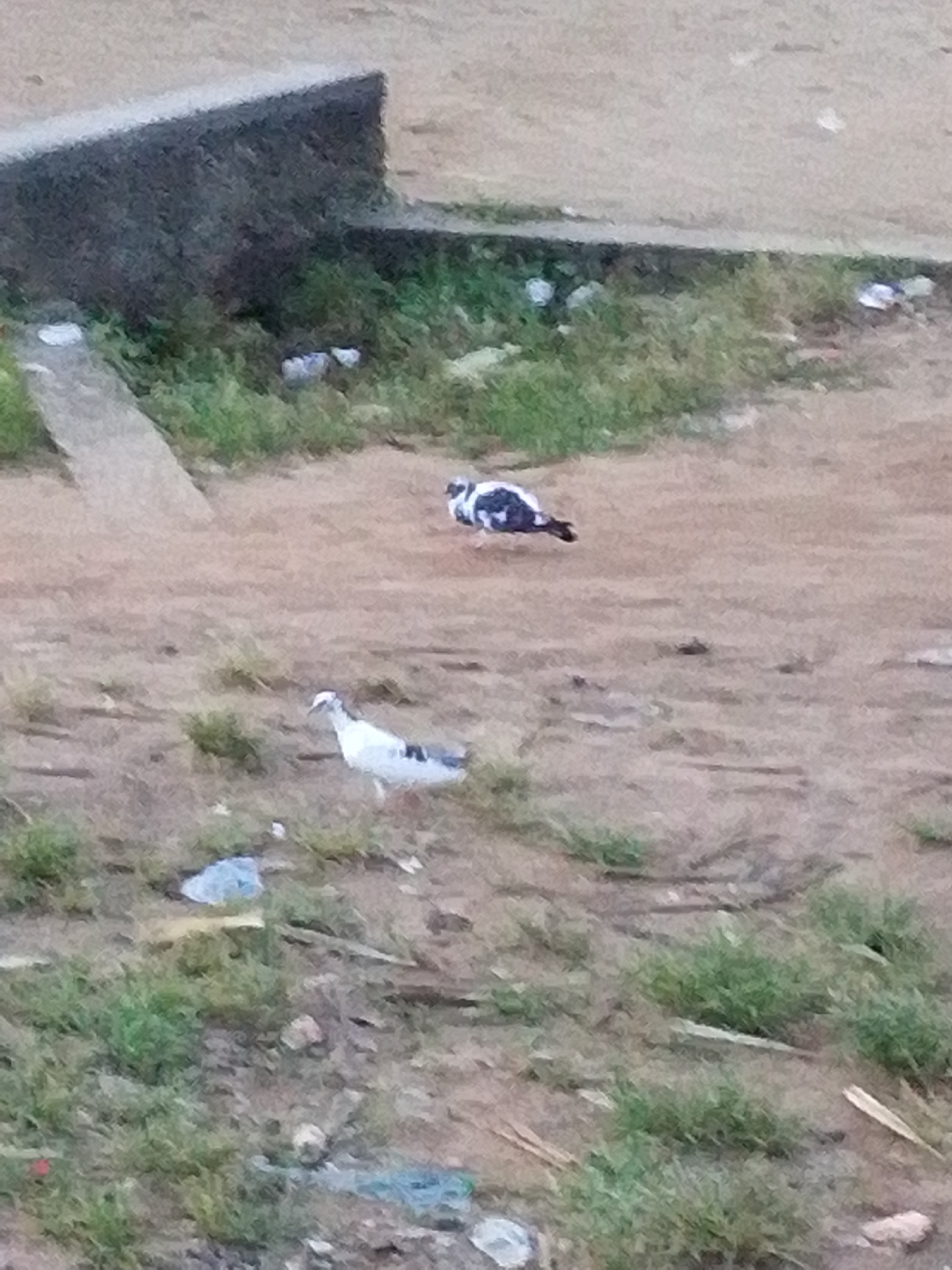 Two birds are present in an outdoor, urban environment. One bird, a pigeon with black and white plumage, is in the middle ground. Another bird, a pigeon with white and black plumage, is in the foreground, to the left. The ground is dirt and sparse grass. A grey concrete structure is visible in the background, and there is some scattered litter on the ground. The scene appears to be a vacant lot or a neglected area within a city.