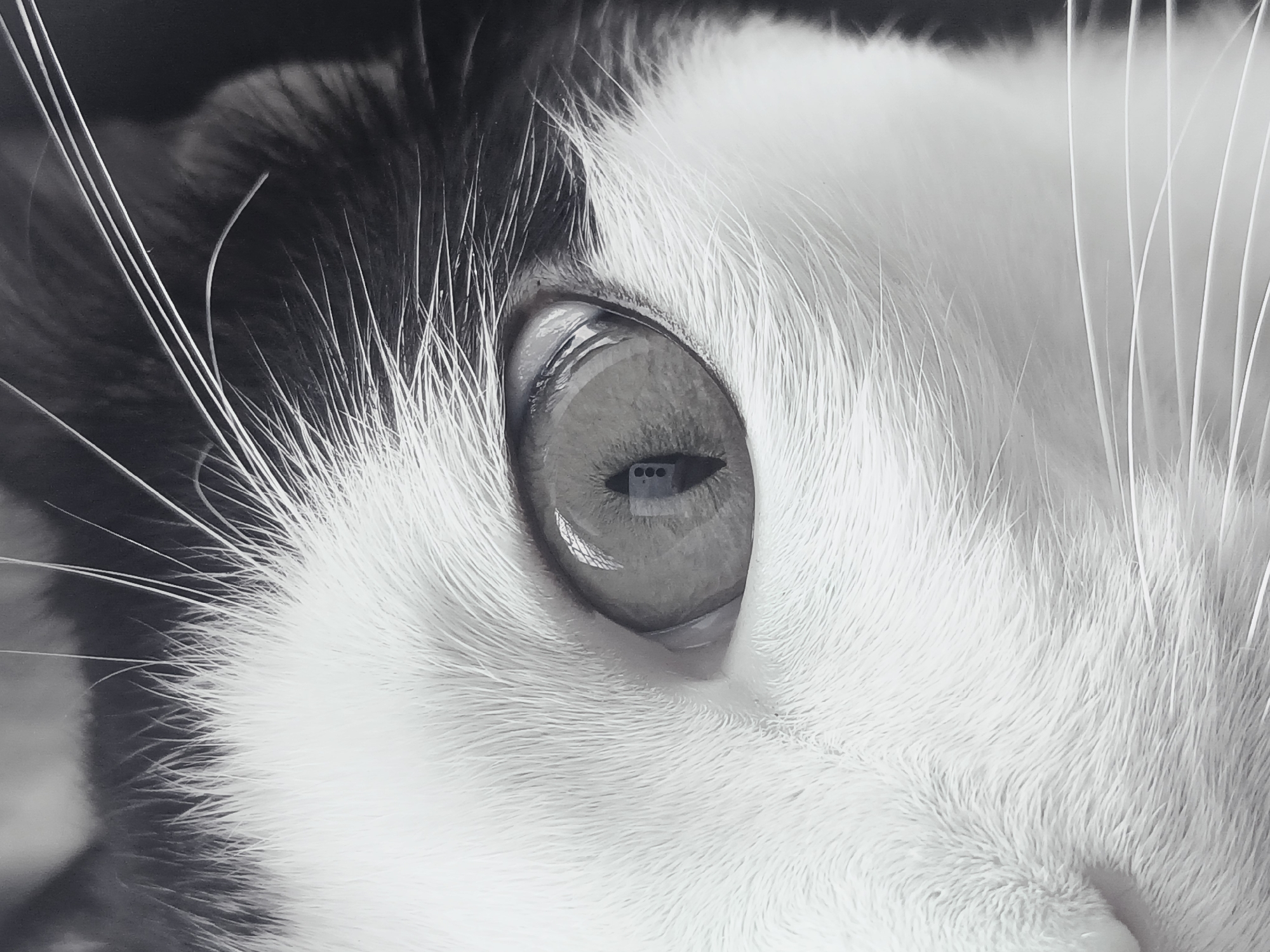 A black and white close-up of a cat's eye and surrounding fur. The cat is primarily white, with black fur near the top left of the frame. Long white whiskers are prominent. The eye is highly reflective, with a blurred reflection of what appears to be a mobile phone with three camera lenses. The image provides no information regarding the location of Ciudad Guayana, Venezuela.