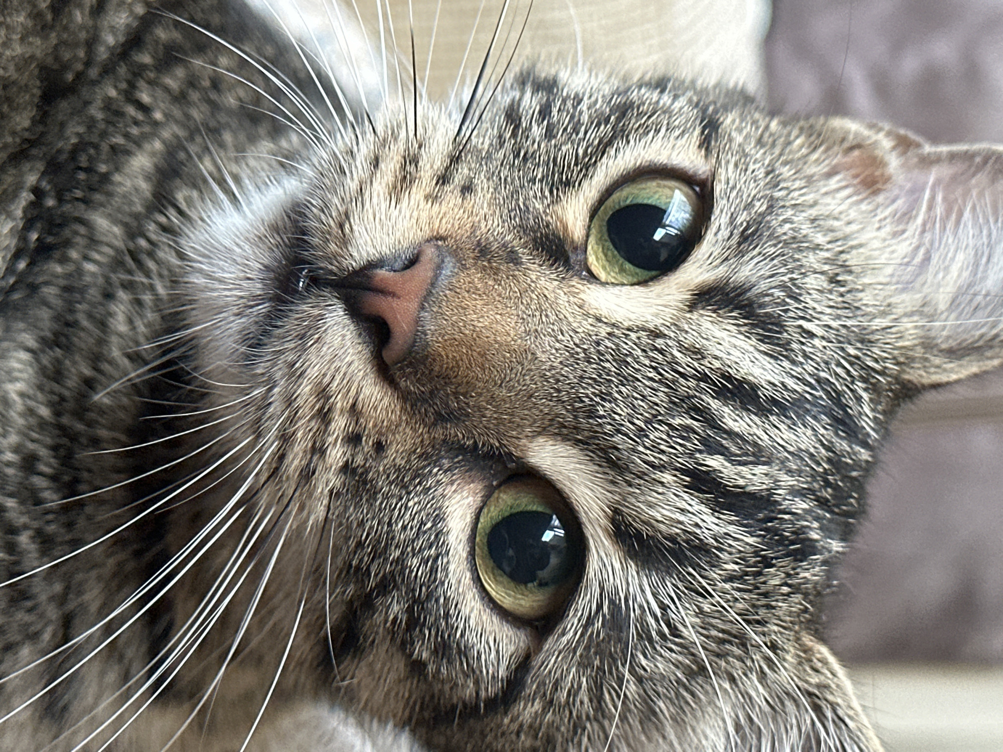 This media file is a close-up, low-angle shot of a tabby cat's face, which is turned on its side. The cat has green eyes with dark pupils, and its fur is a mix of gray, brown, and black stripes. Its whiskers are long and white, fanning out from its muzzle. The cat's nose is pink. The background is blurred and appears to be an indoor setting, possibly a couch or blanket, with muted, neutral tones. The lighting suggests it might be daytime indoors, as there is a bright reflection in the cat's eyes, indicating a light source. No text is visible in the image.