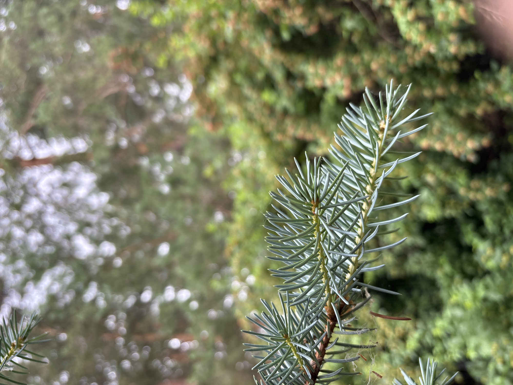 This close-up, eye-level shot features a needle-covered branch of an evergreen tree, likely a spruce, with its sharp, blue-green needles dominating the right side of the frame. The needles are densely packed and point outwards, creating a textured effect. Tiny strands of cobweb are visible clinging to the needles.
The background is blurred, with a soft bokeh effect. On the left, indistinct, white and pale green shapes suggest more foliage or perhaps a slightly overcast sky reflecting off surfaces. To the right, a soft, green blur represents more of the evergreen tree, with hints of brown from possibly small cones or buds. The overall impression is of a natural, outdoor setting, likely a forest or park.
The lighting appears diffused, suggesting it could be daytime with overcast conditions or early morning/late afternoon light, as there are no harsh shadows. The soft focus and the natural subject matter evoke a sense of tranquility and the quiet beauty of nature. No people, objects, text, or specific activities are visible. The location context of Chaikovsky, Russia, places this scene within a boreal forest environment.