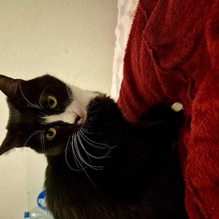 A black and white tuxedo cat with bright green eyes is laying on a fluffy red blanket. The cat's head is tilted, giving a curious expression. Long white whiskers extend from its face. A white spot is visible on its paw. A white wall is in the background, along with a partially visible water bottle at the bottom left of the frame.