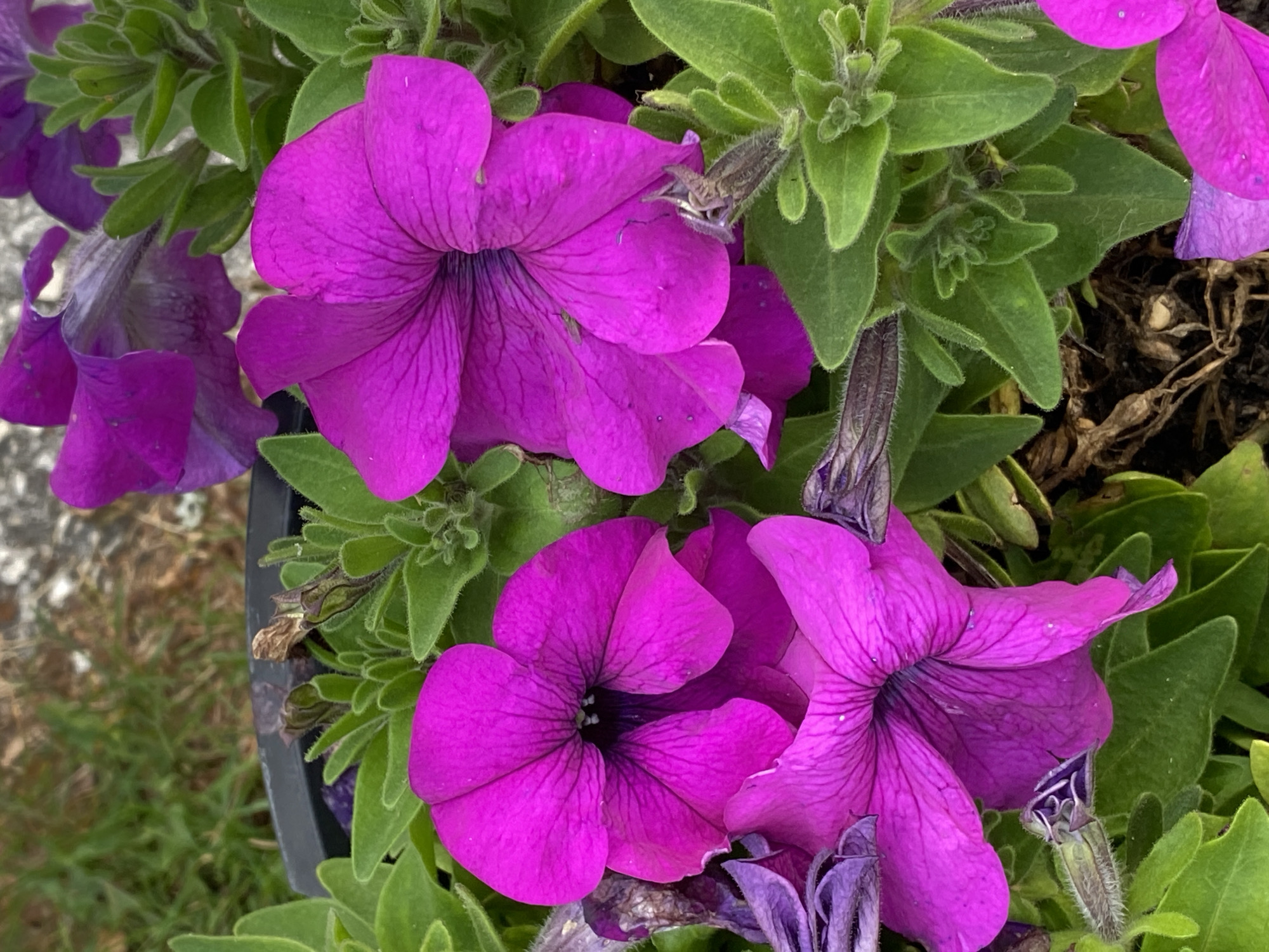This is a close-up, eye-level, outdoor photograph of vibrant magenta petunias growing in a pot, with a shallow depth of field. The flowers are the dominant subject, with their ruffled petals and dark throats filling the frame. The leaves are a lush green, and some dried, purplish petals are also visible. The background is blurred, showing hints of green grass and a dark, possibly black, pot rim. The scene appears to be in a garden or decorative planter, consistent with an urban or suburban setting in Chulis, Russia, though specific urban features are not discernible. No people or actions are depicted.