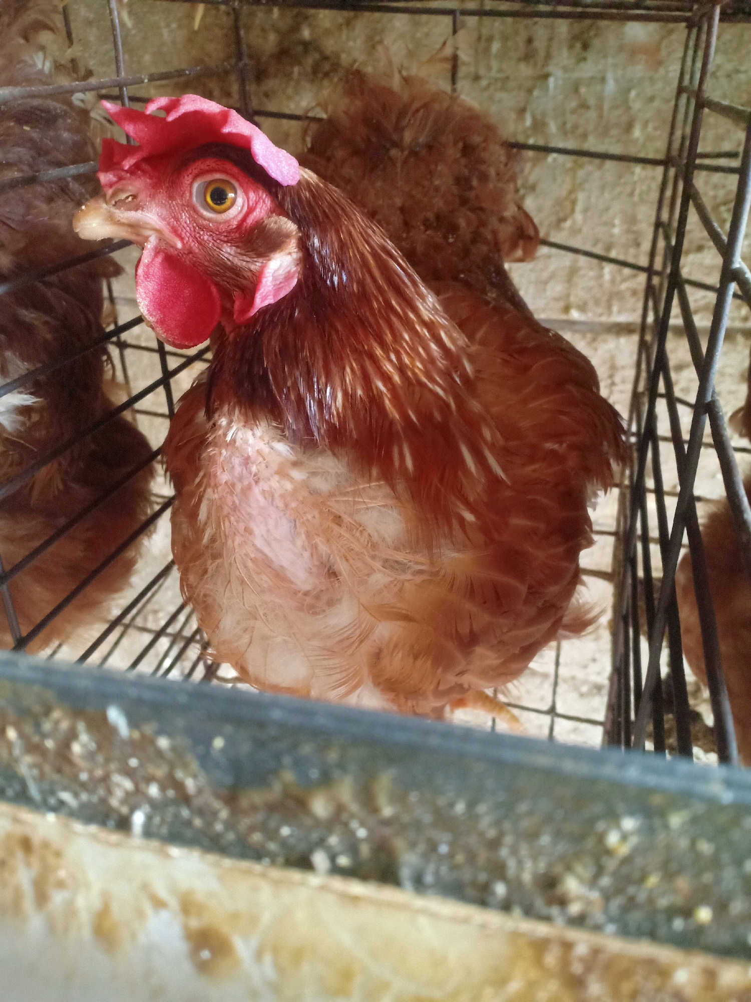 A brown chicken with a red comb stands in a cage. The chicken is positioned centrally, facing left, with its head tilted slightly upwards. Its feathers are a mix of brown and white. The background shows a wire cage, other brown chickens, and a textured, light-colored wall. The scene appears to be an agricultural setting, possibly a farm or hatchery. The image does not contain any specific information about the city of Tasikhargo, Indonesia.