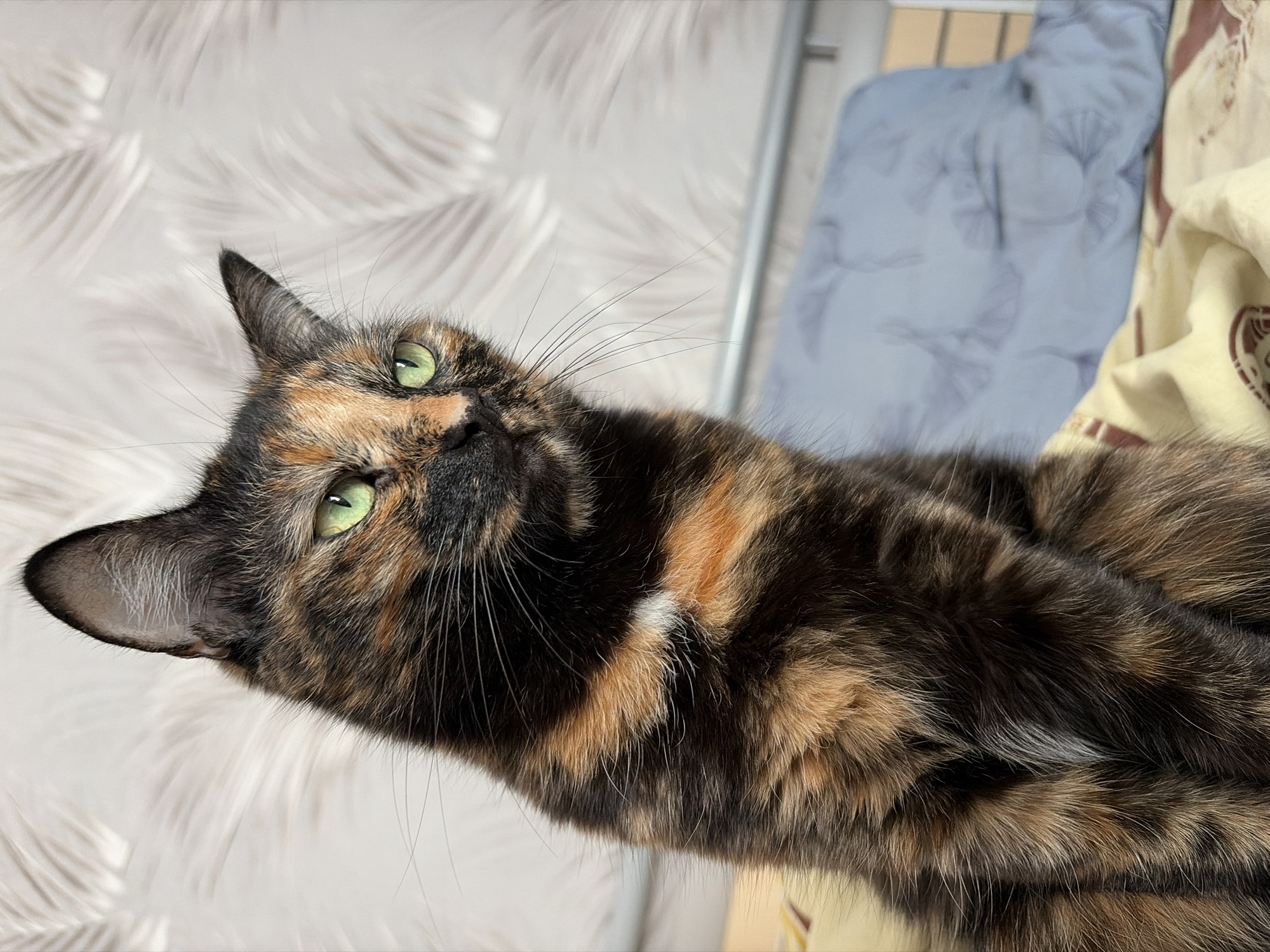 A tortoiseshell cat with a distinct mosaic of black, orange, and brown fur is featured in a close-up, eye-level shot. The cat's most striking features are its vibrant, luminous green eyes, which are directed upwards and slightly to the right, giving it an alert yet relaxed expression. Long, delicate whiskers fan out from its muzzle. Patches of white fur are visible on its chest and body. One ear is clearly visible on the left side of the frame, showing fine interior hairs.
The background consists of an indoor setting. On the left and behind the cat's head, there's a light, possibly white or very light grey, wallpaper with a subtle, repeating pattern that resembles palm leaves or feathers, creating a soft, textured look. To the right, bedding is visible, including a light blue blanket or duvet with a faded, muted floral or leaf pattern, and a yellow or cream-colored sheet or duvet cover featuring a darker, reddish-brown design. A metallic bed frame or rail is partially discernible behind the bedding.
The lighting is soft and even, suggesting an indoor daytime setting. The cat appears to be lying down comfortably. No text is visible in the image. The scene depicts a domestic interior, consistent with a home in Chaikovsky, Russia.