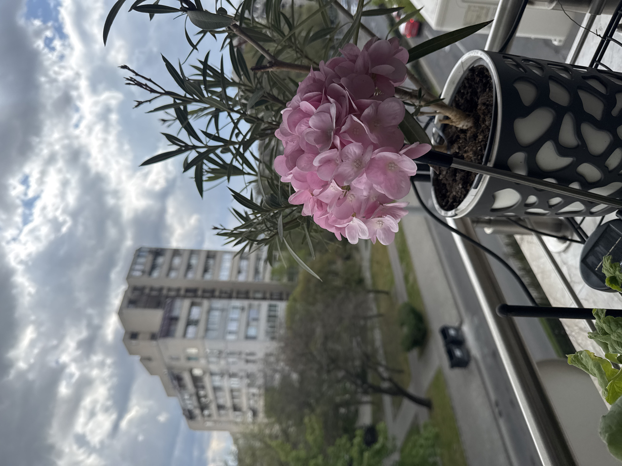 The image shows a pink hydrangea in a black and white decorative pot on a balcony. The balcony overlooks a street in Plovdiv, Bulgaria, with a large apartment building visible in the background. The sky is cloudy. There are no people visible in the image.