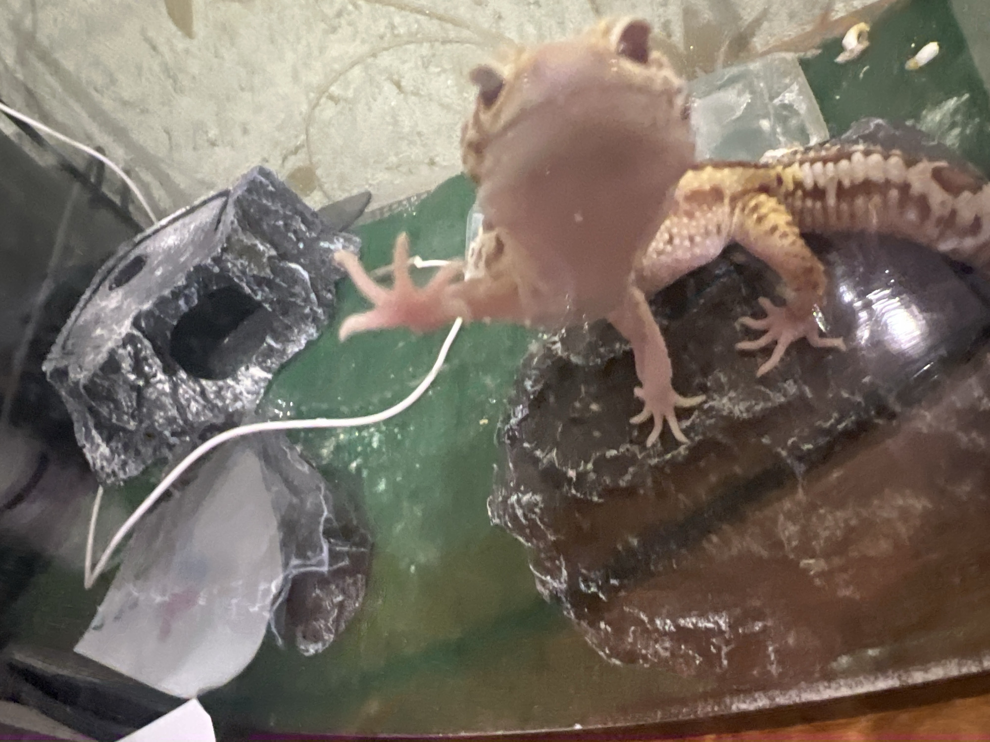 A leopard gecko is the central subject of the image. It is positioned on top of a dark, textured rock-like object. The gecko is light-colored with dark spots and appears to be reaching towards the viewer with one of its front legs. In the background, there are other rock-like structures, one with a hollow opening, and a semi-transparent object. There is also a thin white wire visible. The background is a green surface, possibly the base of the enclosure. The image was not taken in Mendeleyevsk, Russia. The city location is not part of the scene.