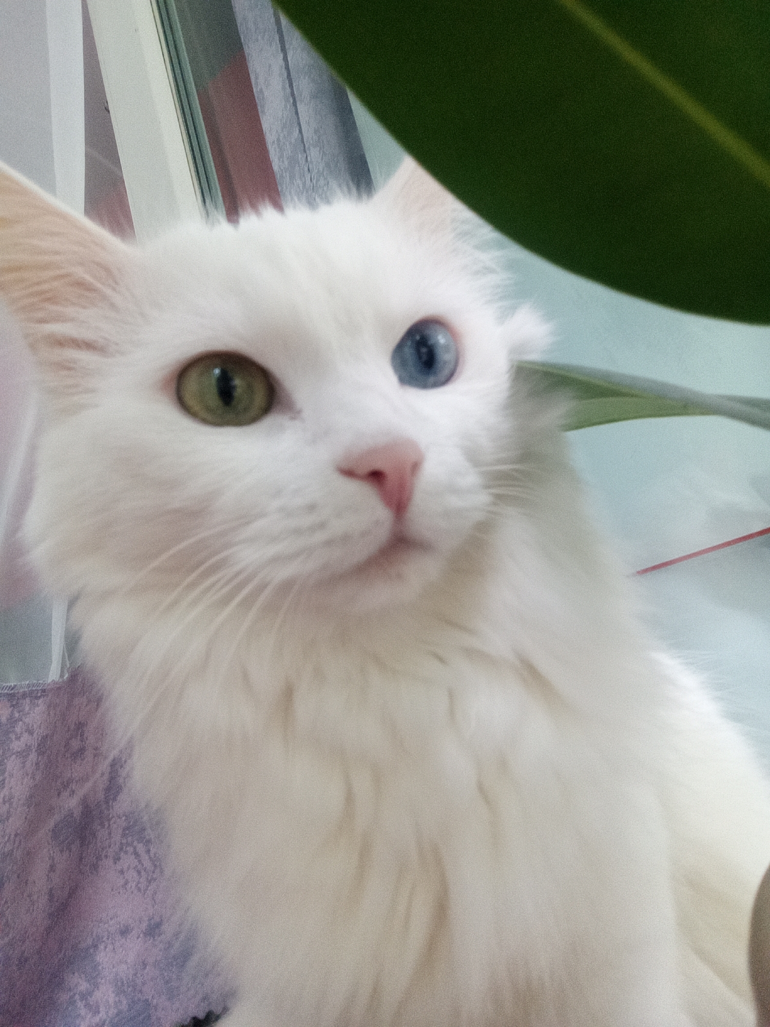 A close-up, slightly blurry photograph captures a white cat with heterochromia, meaning its eyes are different colors. The left eye is a green-gold hue, while the right eye is a striking blue. The cat's fur is long and fluffy, and its pink nose is visible. Behind the cat, out of focus, is a blurry background that appears to include a large green leaf, possibly from a houseplant, and a window with vertical blinds. There is also a hint of a light purple, textured fabric in the lower left corner. The lighting suggests an indoor setting, possibly near a window. The image does not depict any people or provide any information that could identify a specific location in Belogorsk, Russia.
