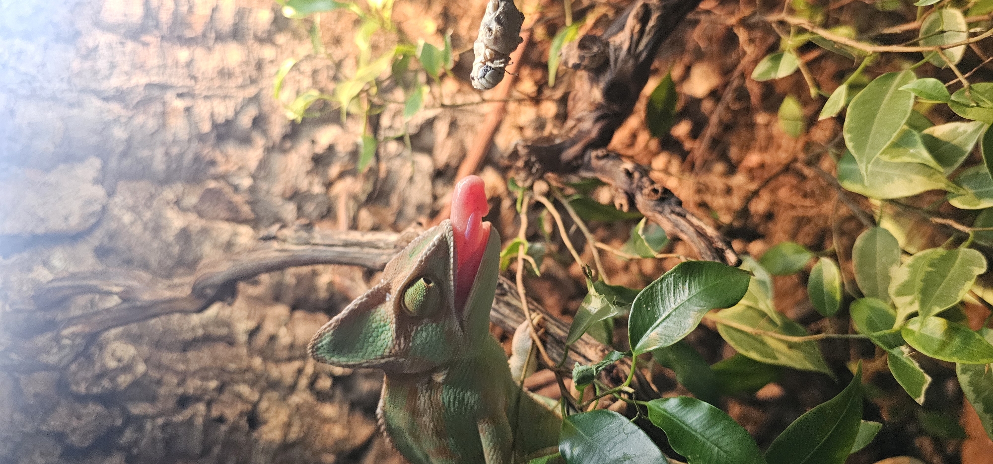 The image depicts a veiled chameleon in Moscow, Russia, within a controlled enclosure. The chameleon, exhibiting mottled green and brown coloration with a distinct casque on its head, is captured mid-action, extending a bright pink, elongated tongue forward and to the right. Its mouth is open, and its right eye is visible, focused towards the target. An insect, light-colored and small, is visible on a thin, gnarled branch segment to the right of the chameleon, serving as the tongue's target. The background is composed of textured, reddish-brown bark or cork. Green leafy vegetation and dark, intertwined branches are present in the foreground and midground, contributing to a naturalistic setting. The scene is illuminated by an overhead light source, casting a warm glow.