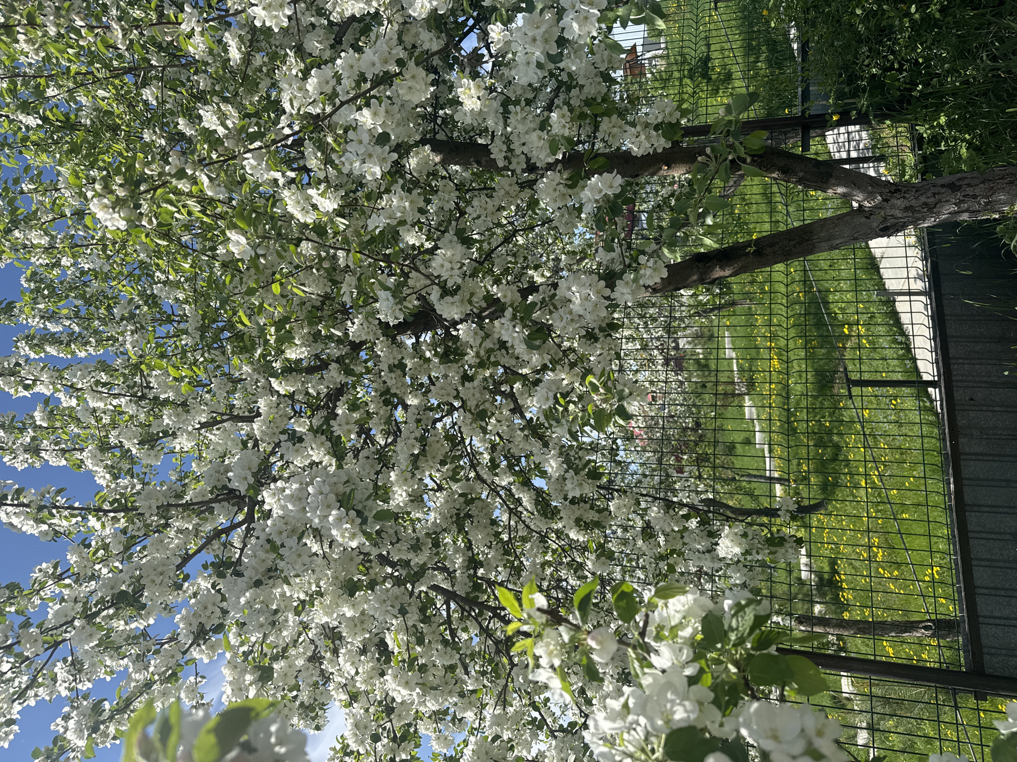 A tree laden with white blossoms dominates the scene, filling the majority of the frame. Patches of blue sky are visible between the branches. A chain-link fence runs horizontally through the middle-right of the image, separating the blossoming tree from a green grassy area beyond. The grass is dotted with small yellow flowers. The tree trunk is visible behind the fence. No people are visible in the image. The location is not identifiable as Noviy, Russia.