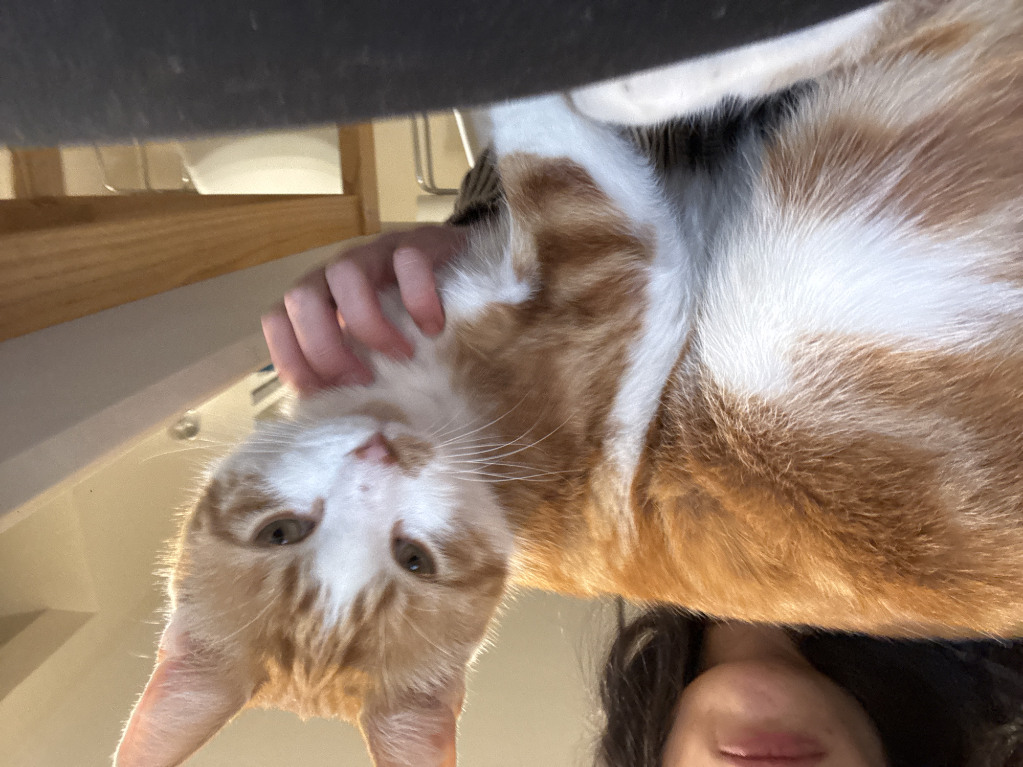 A close-up, upside-down view shows a person holding an orange and white cat. A person's hand is seen on the cat's body, while their face (mostly the mouth area) is visible at the bottom. A dark, indeterminate object is at the top, possibly part of furniture. The environment is indoors, with wooden and metallic elements possibly from a staircase or furniture in the background. There is no indication that this photo was taken in Trelew, Argentina.